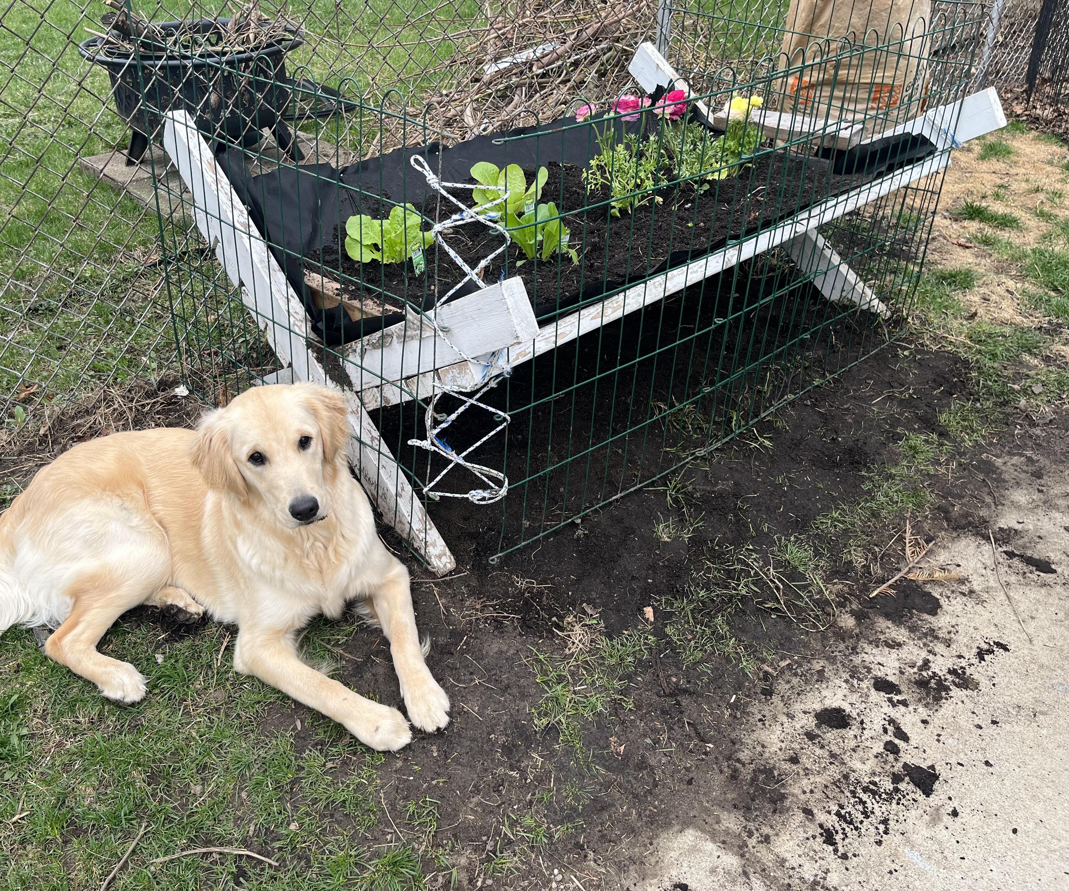 Collapsable Raised Garden Bed