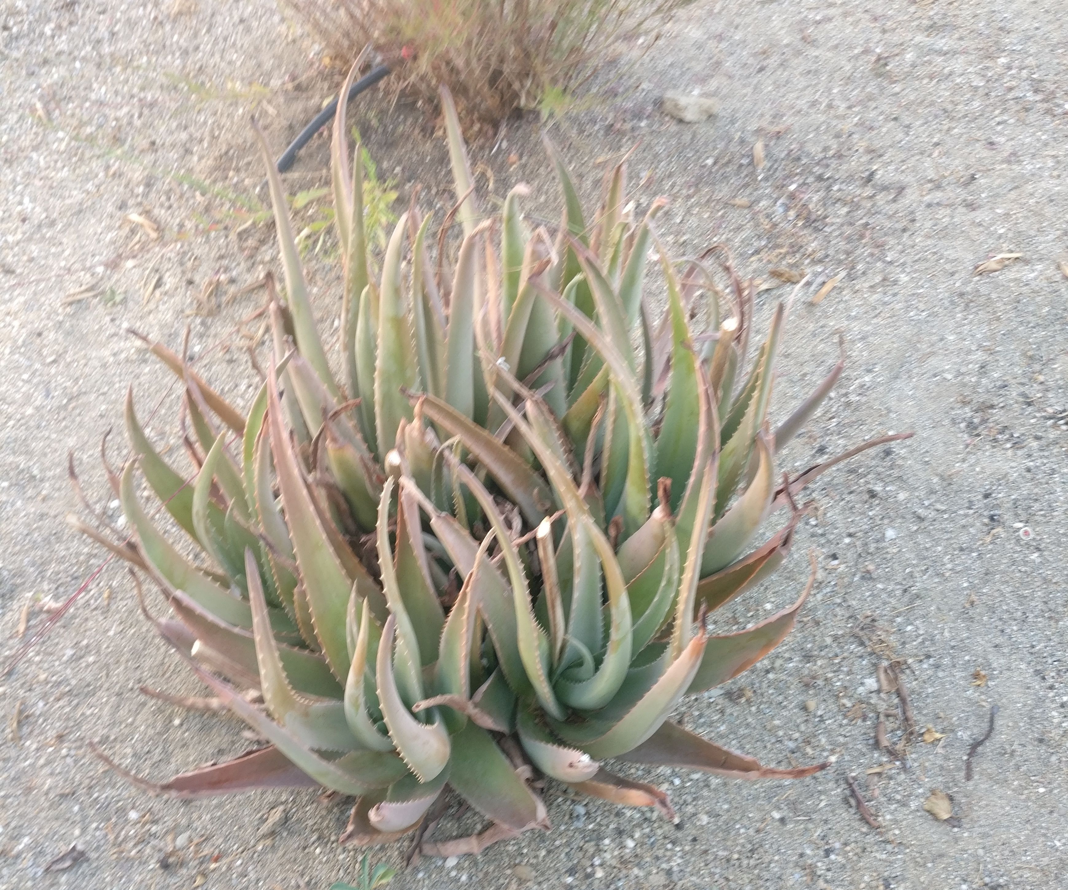 100% Pure Aloe Vera Beauty Mask