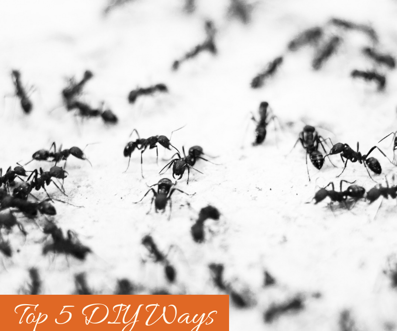 Top 5 DIY Ways to Get Rid of Ants