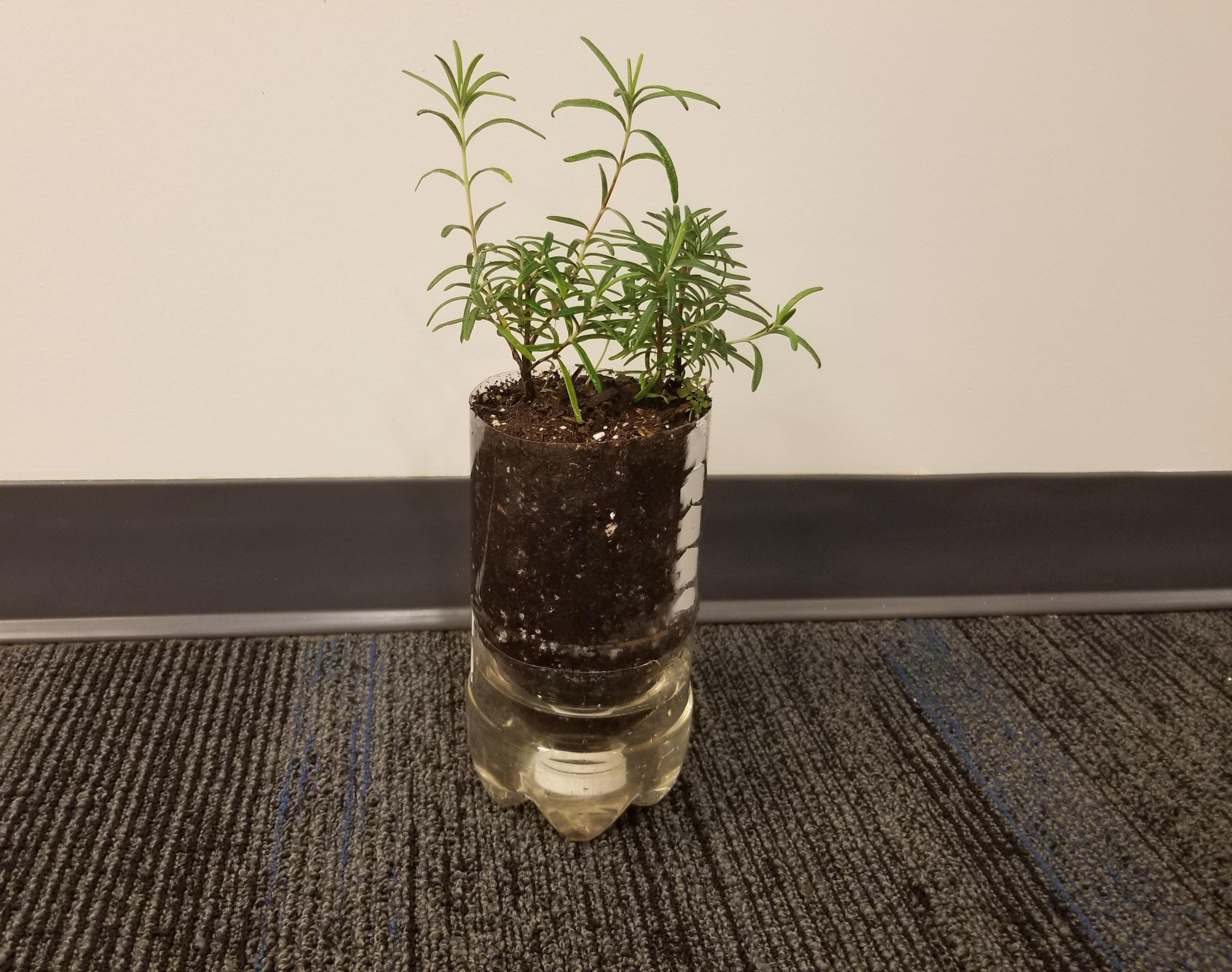 Self-Watering Planter System Made From 2L Coke Bottle (10 Minute Project)