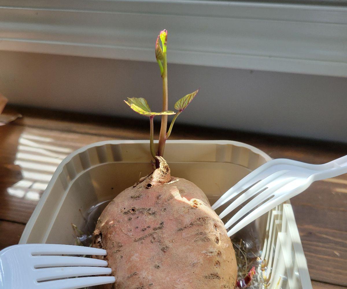 Growing Sweet Potatoes From Sprouting Potatoes