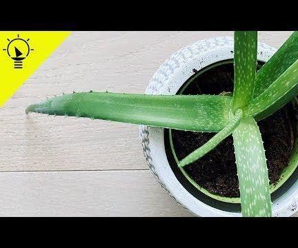 HOW TO PLANT ALOE VERA FROM LEAF
