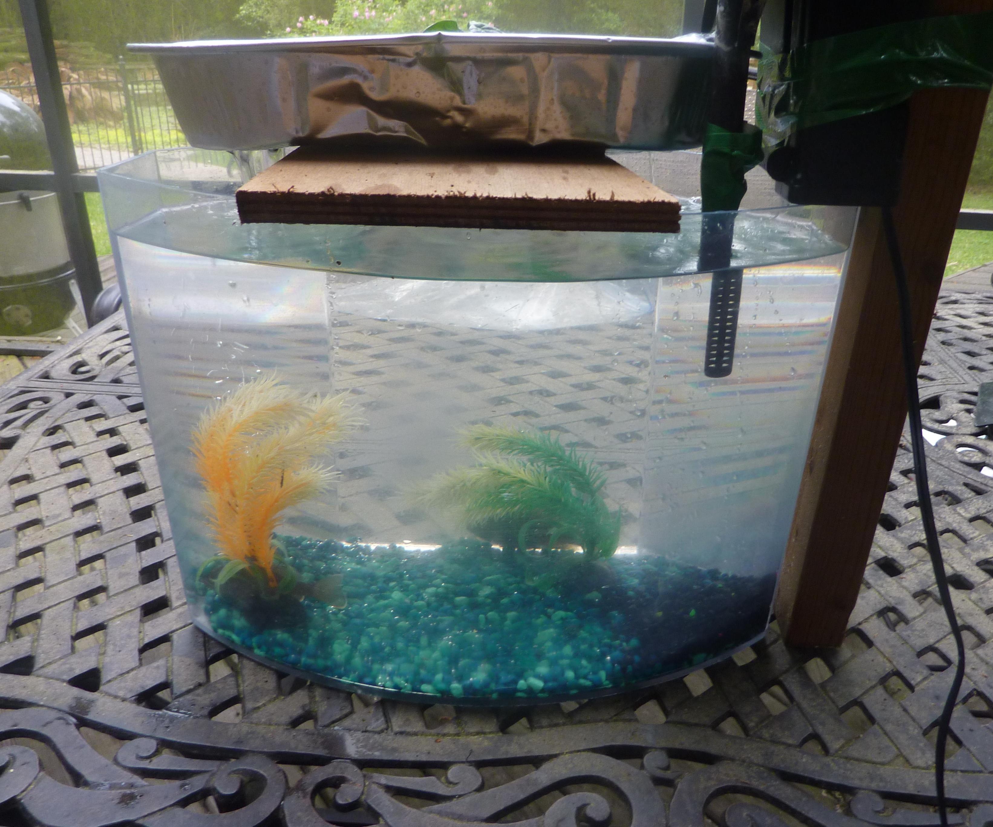 Easy and Cheap DIY Aquaponics!