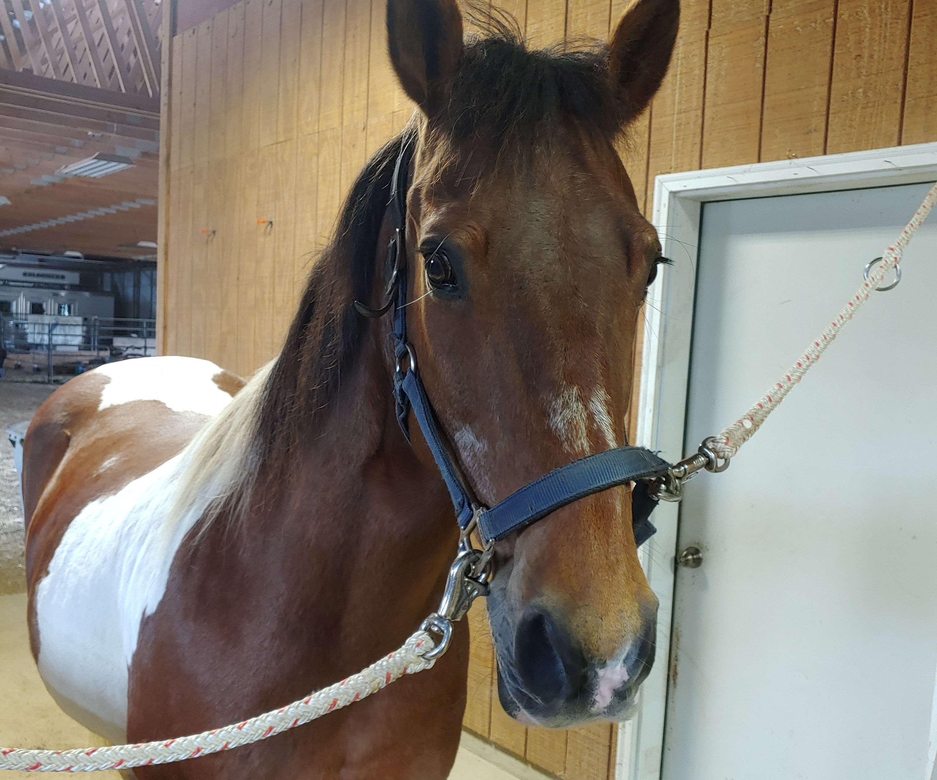 How to Groom a Horse Before Riding