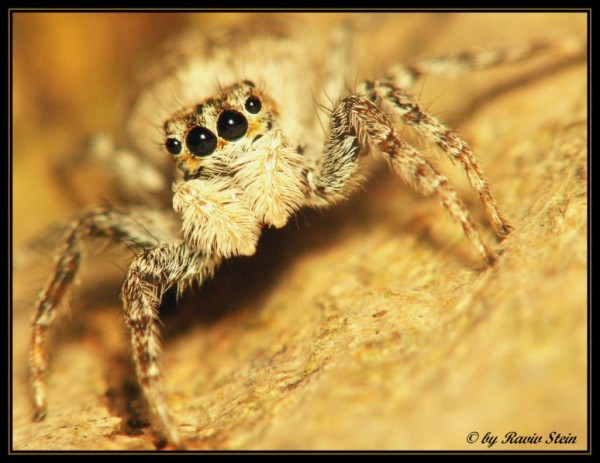 I:\CAPTURES\������������ ��������������������\New Folder (2)\New Folder\PICT0864 (774 x 597) (600 x 463).jpg