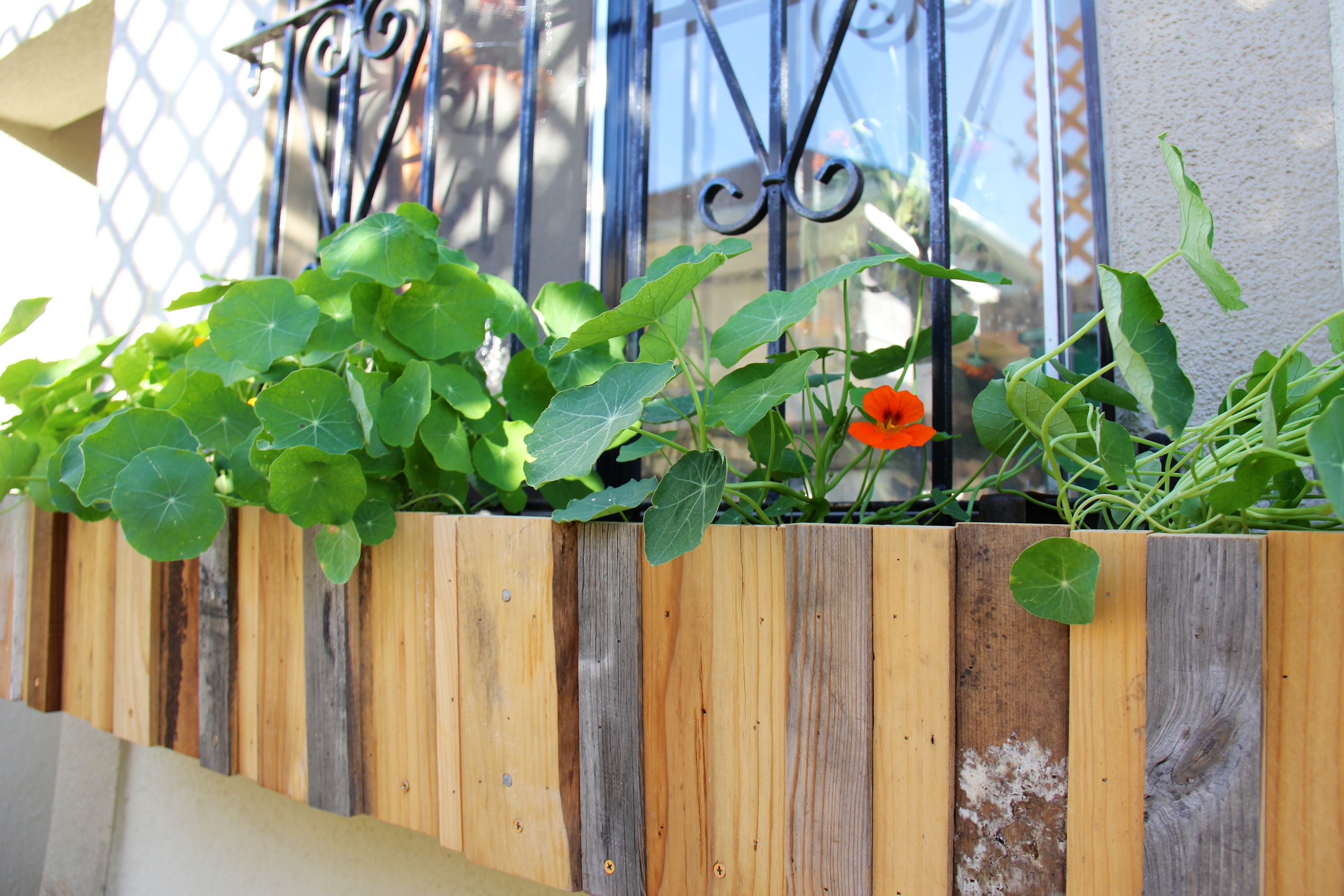 Planter Boxes for Windows With Bars