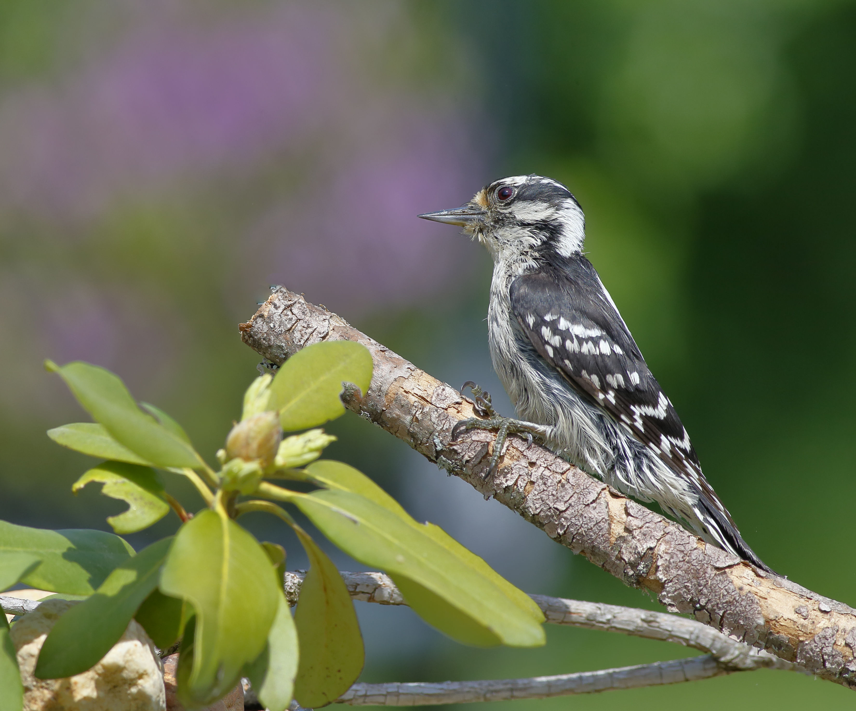 Simple PIR DSLR Camera Trap