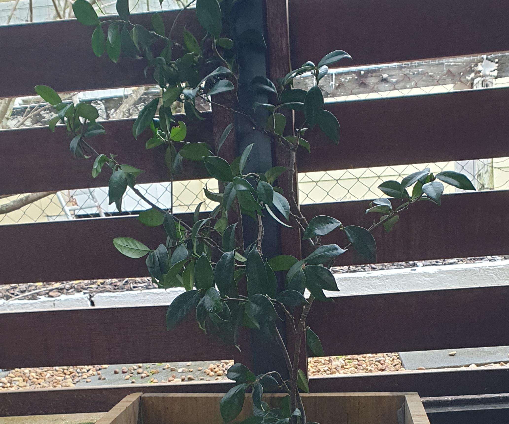 Only 3 Steps - PAVER POT PLANTER