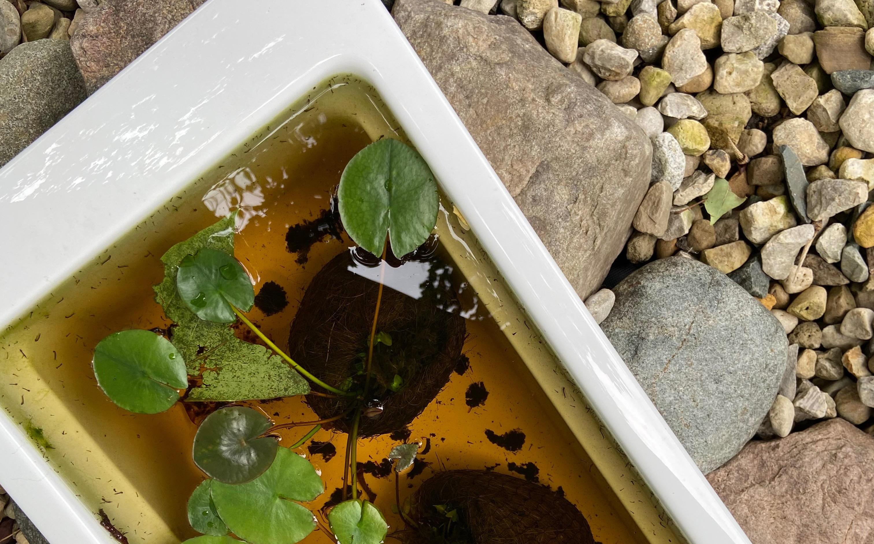 Miniature Bathtub Water Feature 