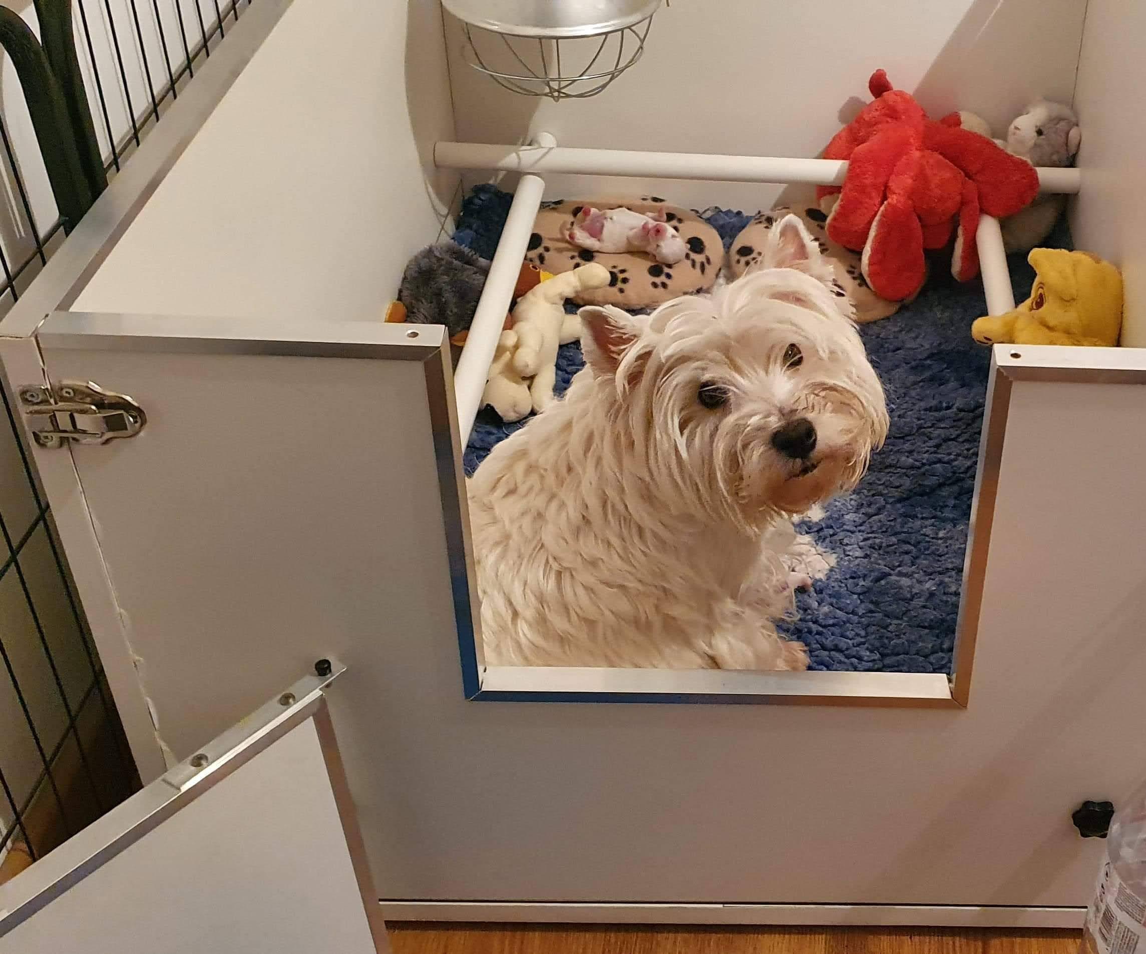 Collapsible Whelping Crate