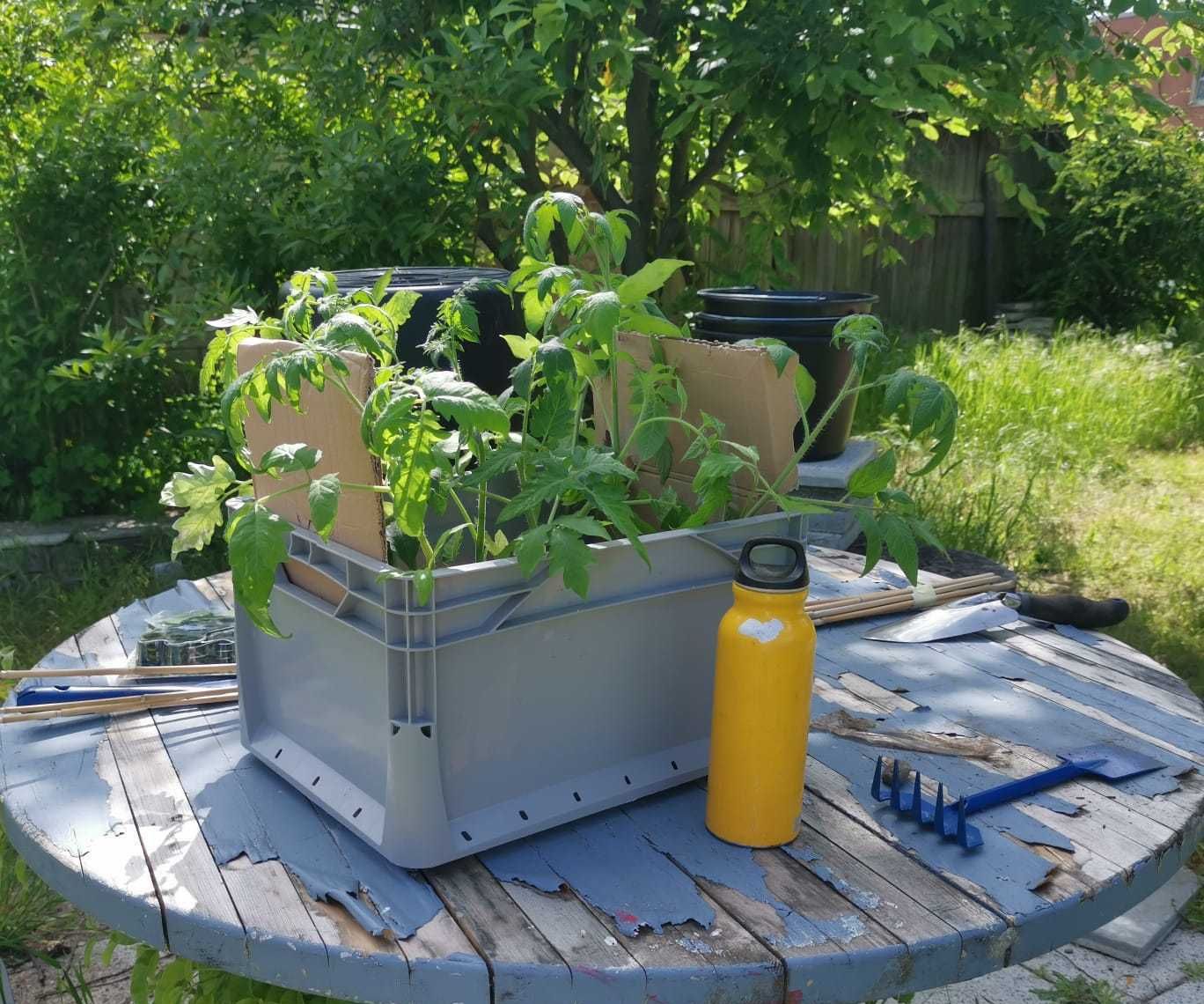 Die Tomaten Umpflanzen