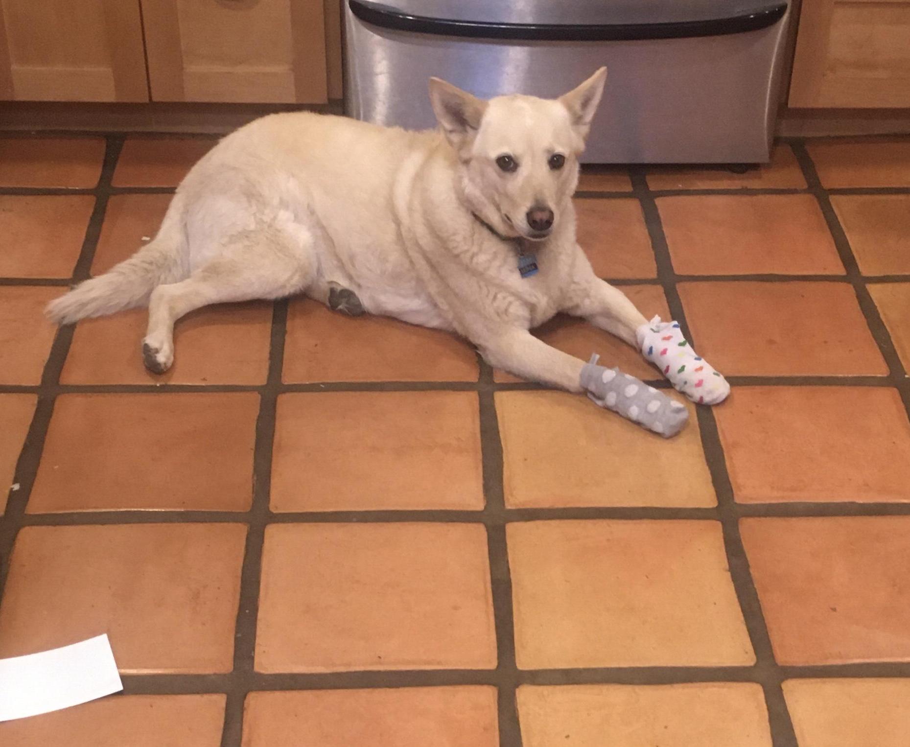 Easy Practical and Fashionable Dog Socks