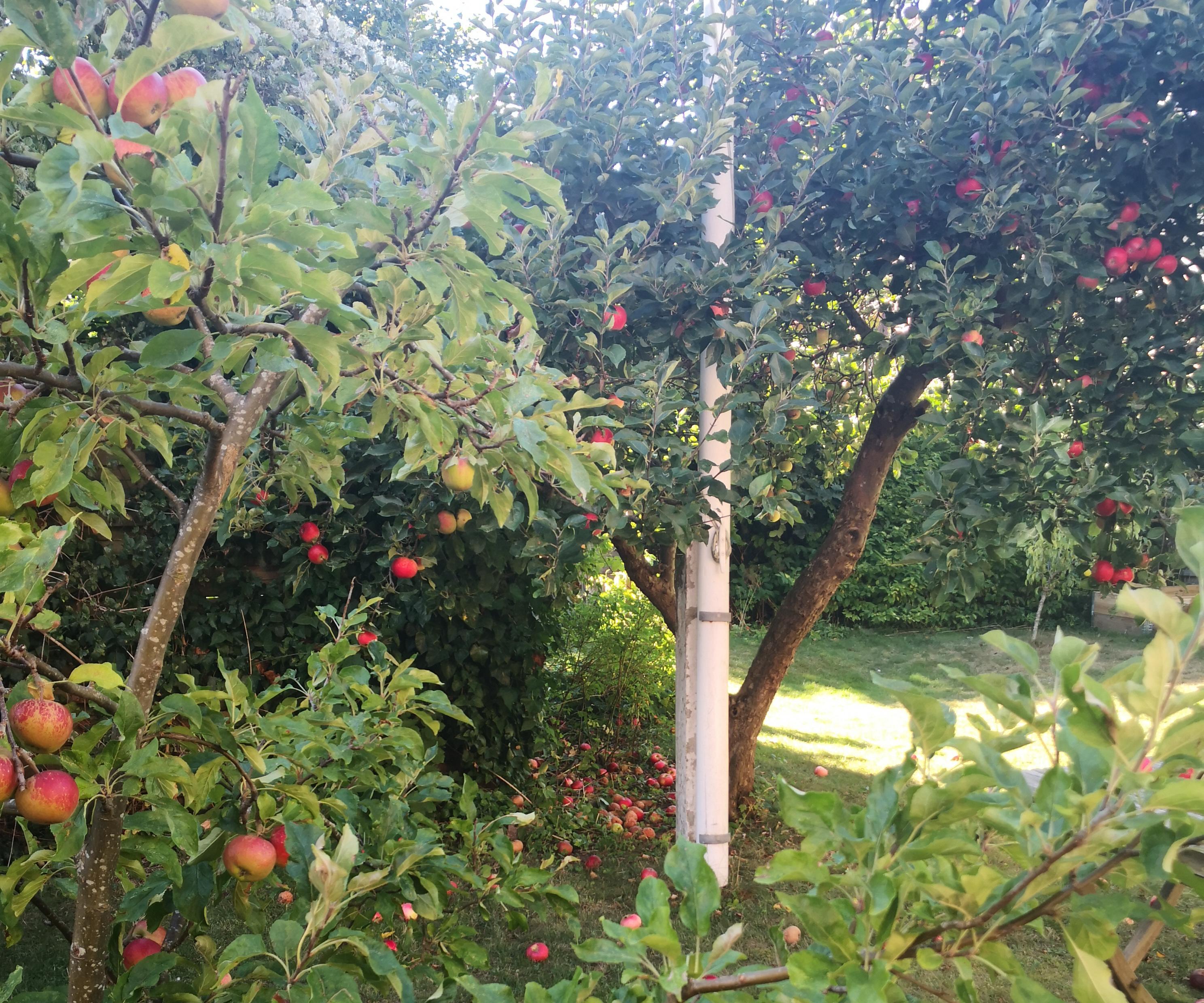 How to Make Use of the Excess of Apples in Your Backyard