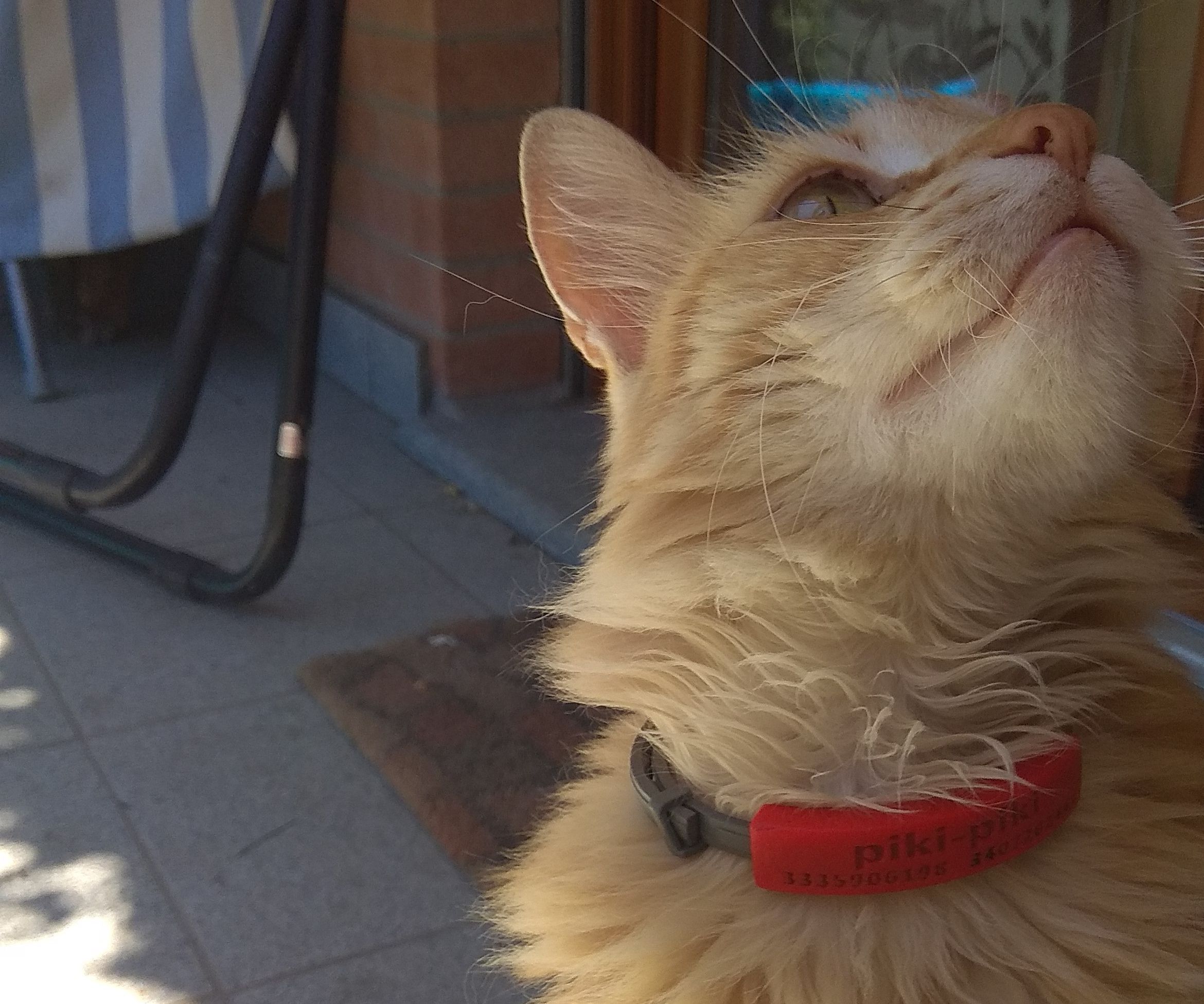 A Pet for Every Collar, a Collar for Every Pet!