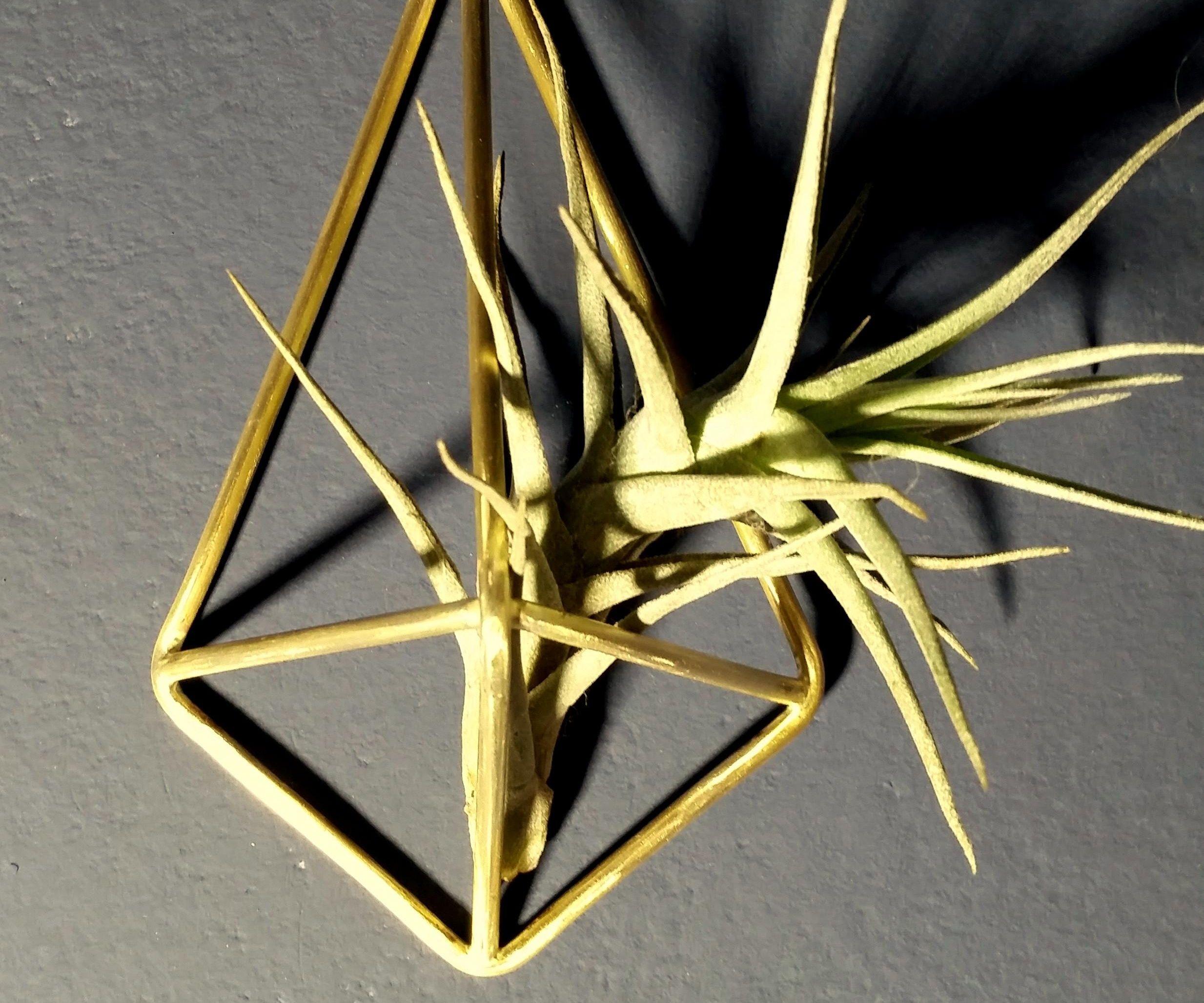 Quick Geometric Plant Hanger