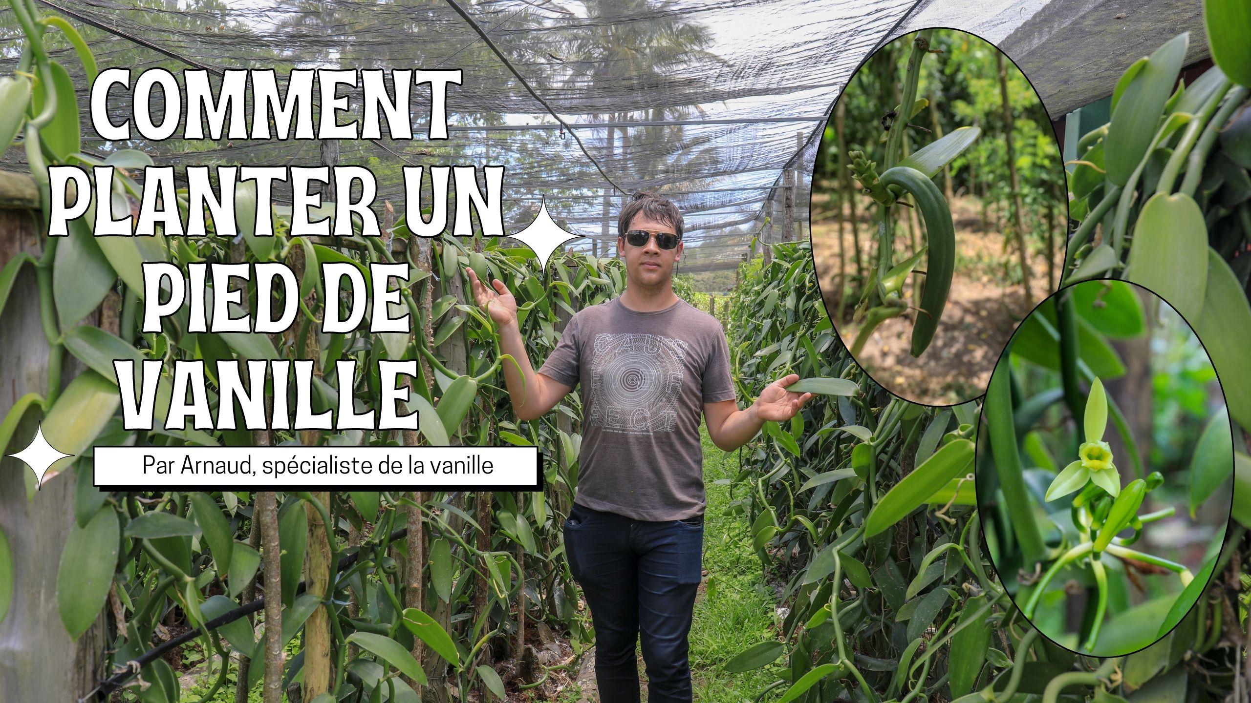 Comment planter un pied de vanille et l'entretenir  Producteur, Import et export de vanille du monde.jpg