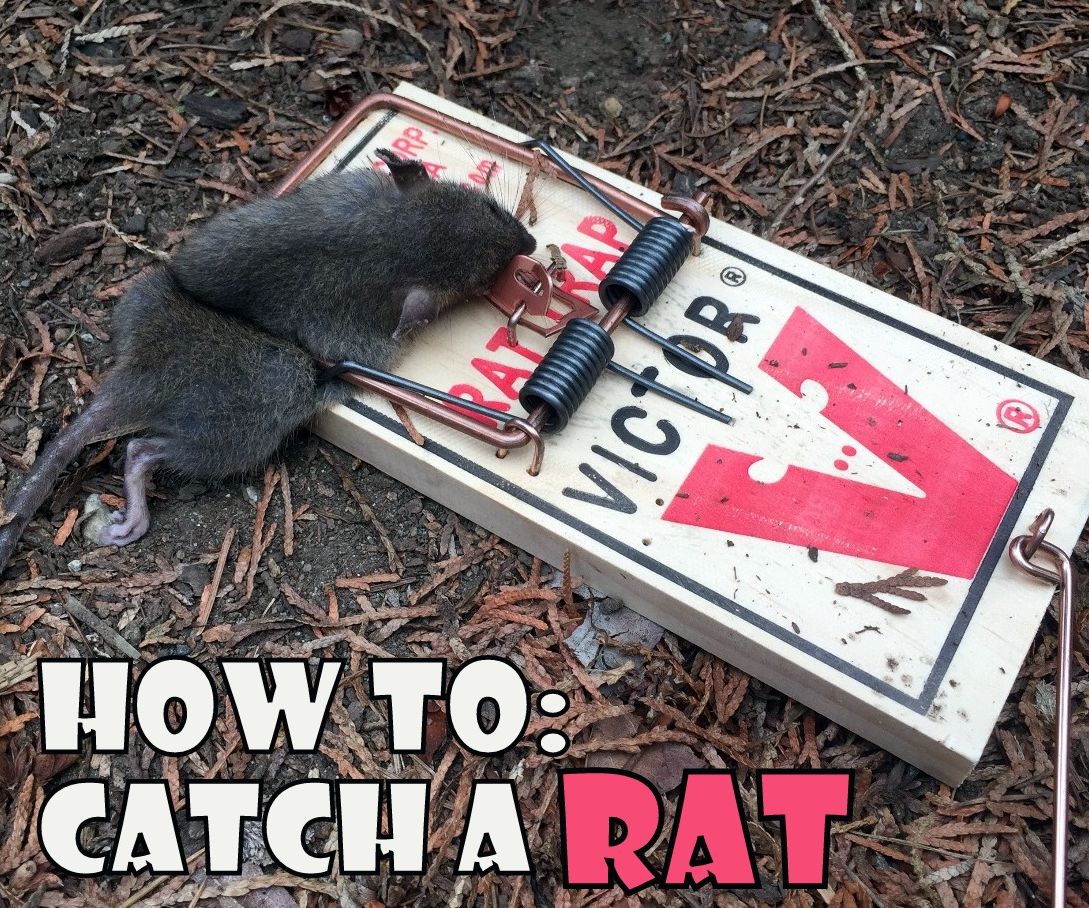 How to catch a rat