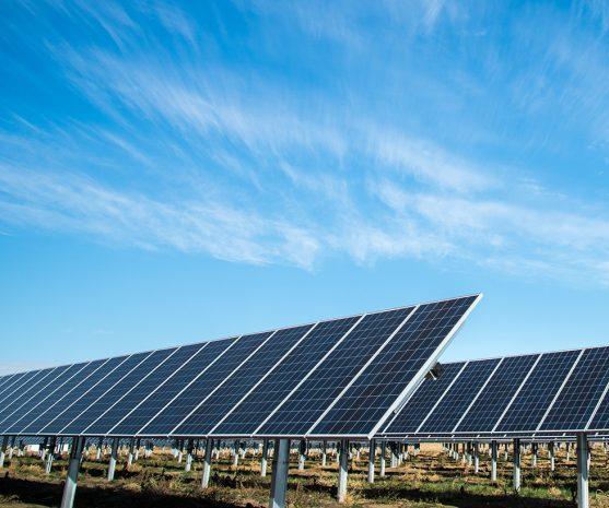 Mariagaard: Zonnezoeker "10000"