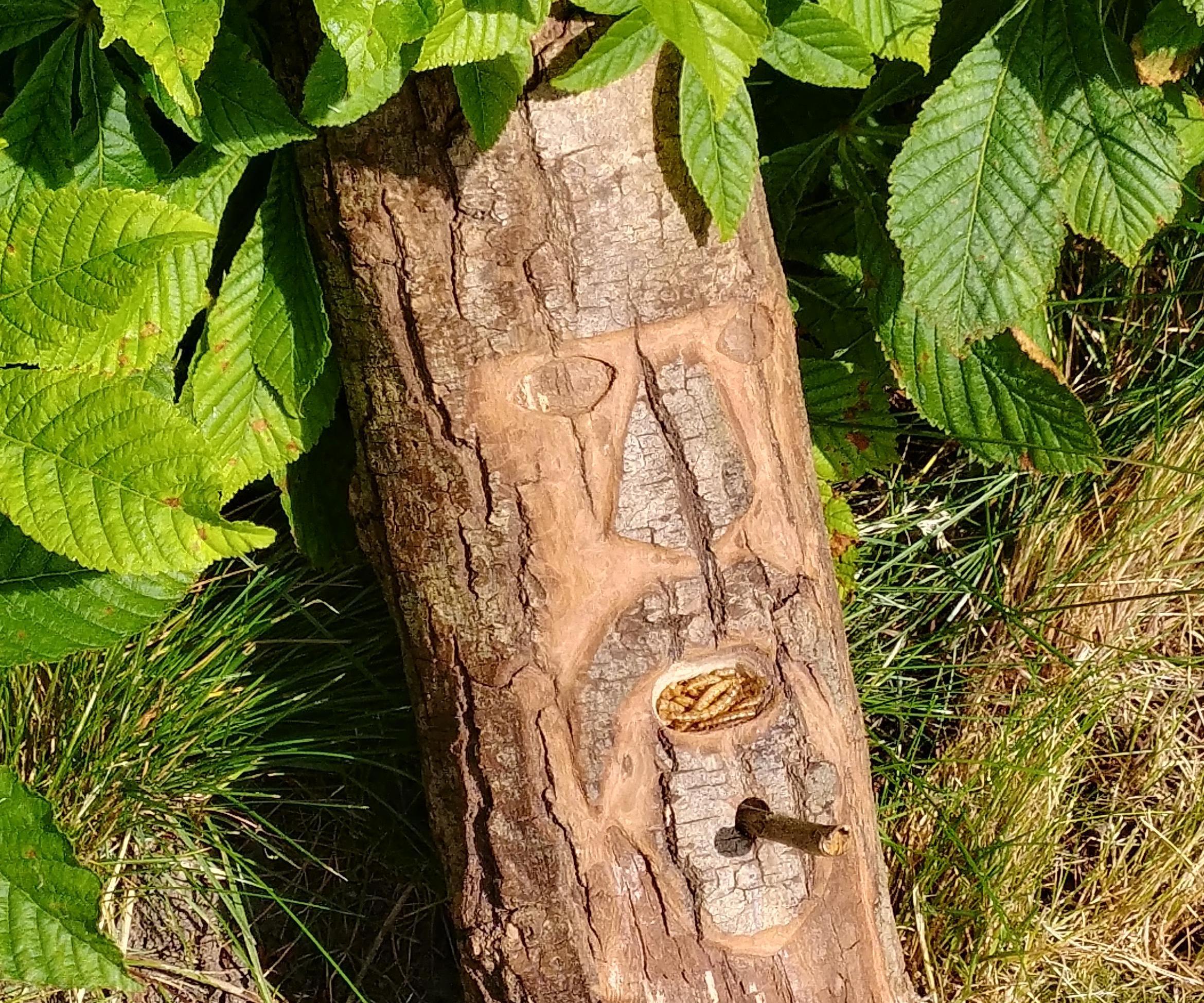 How to make a Wood Carved Bird Feeder