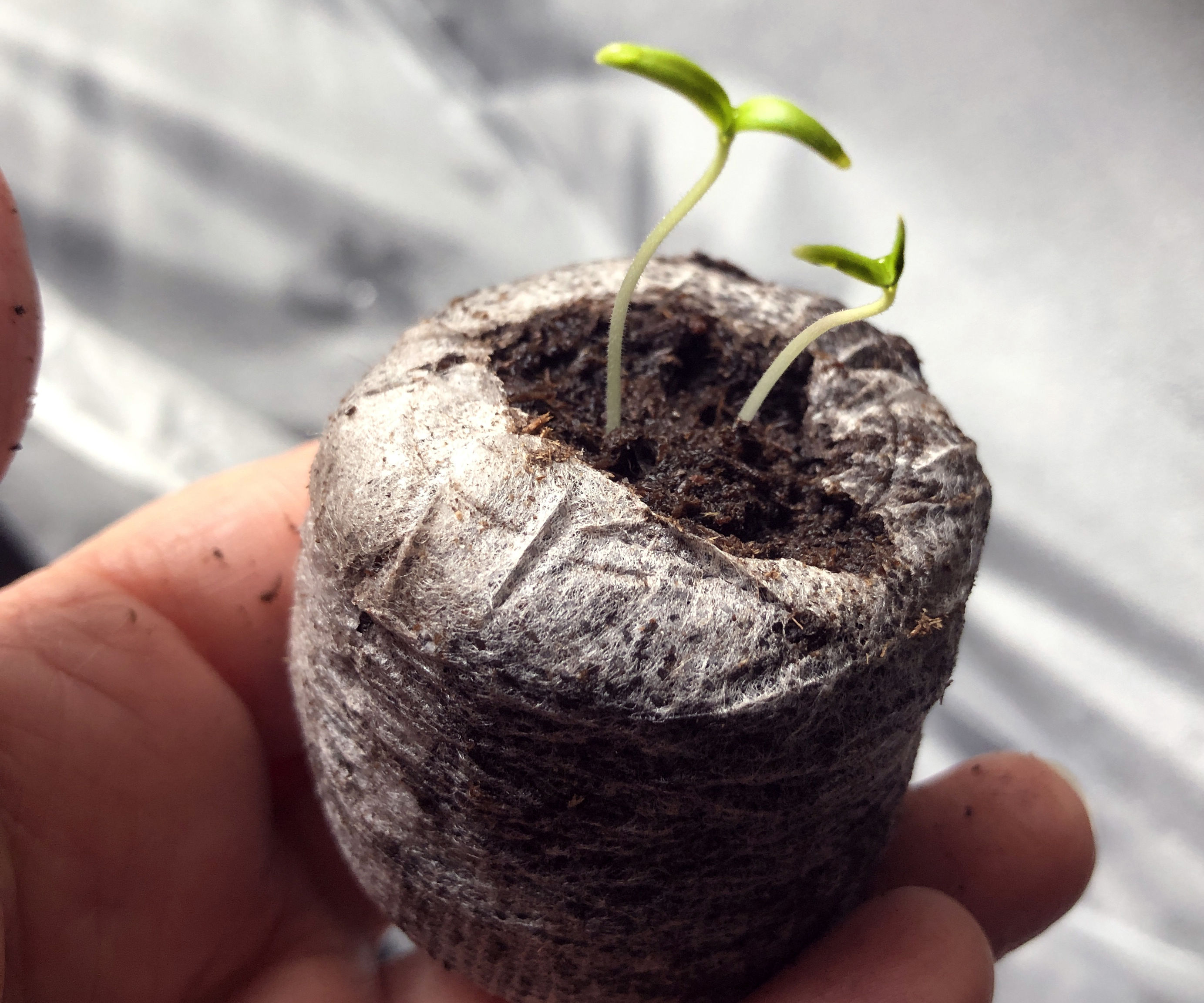 Starting My Shelter-in-Place Veggie Garden Indoors