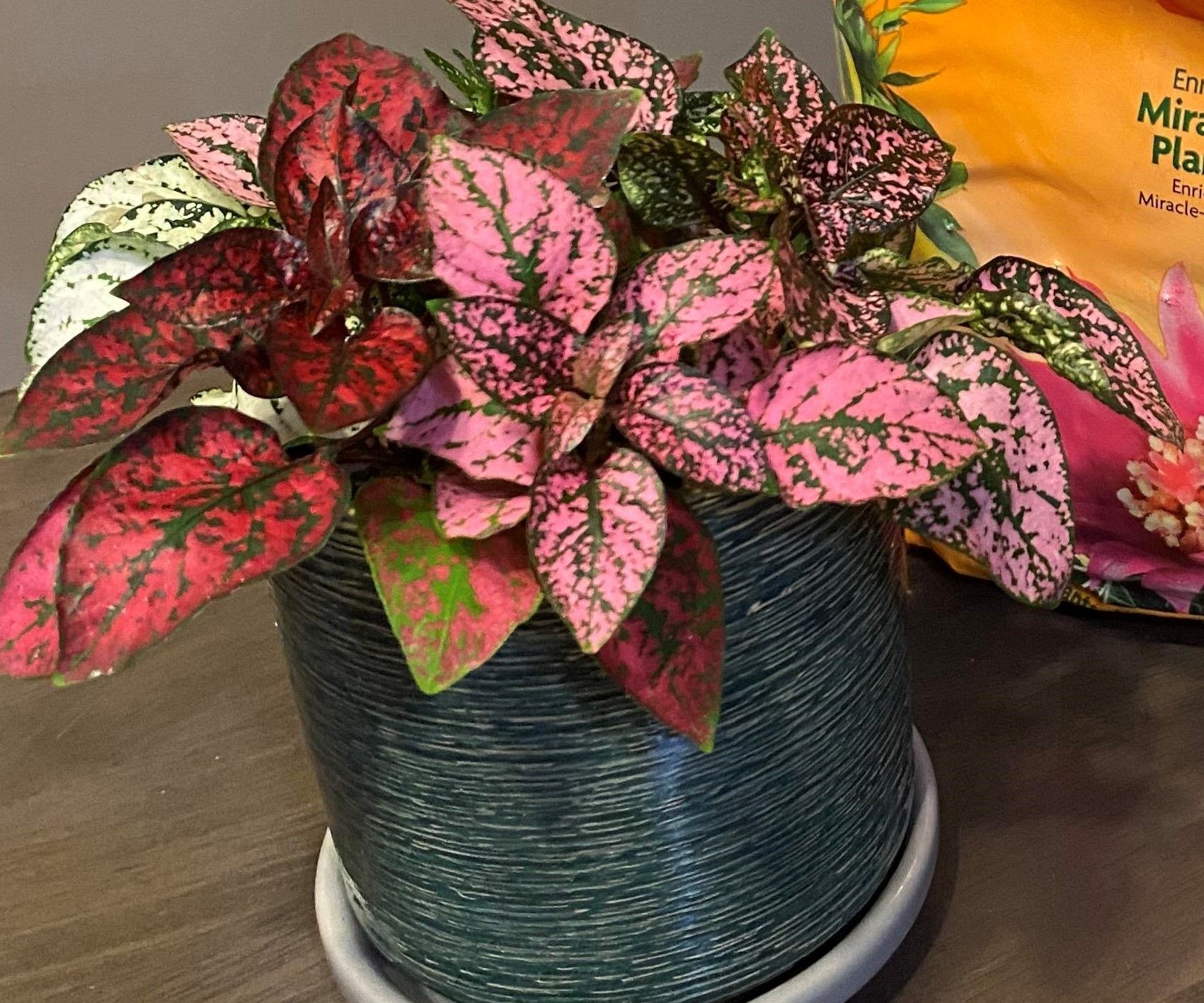 How to Care for a Polka Dot Plant