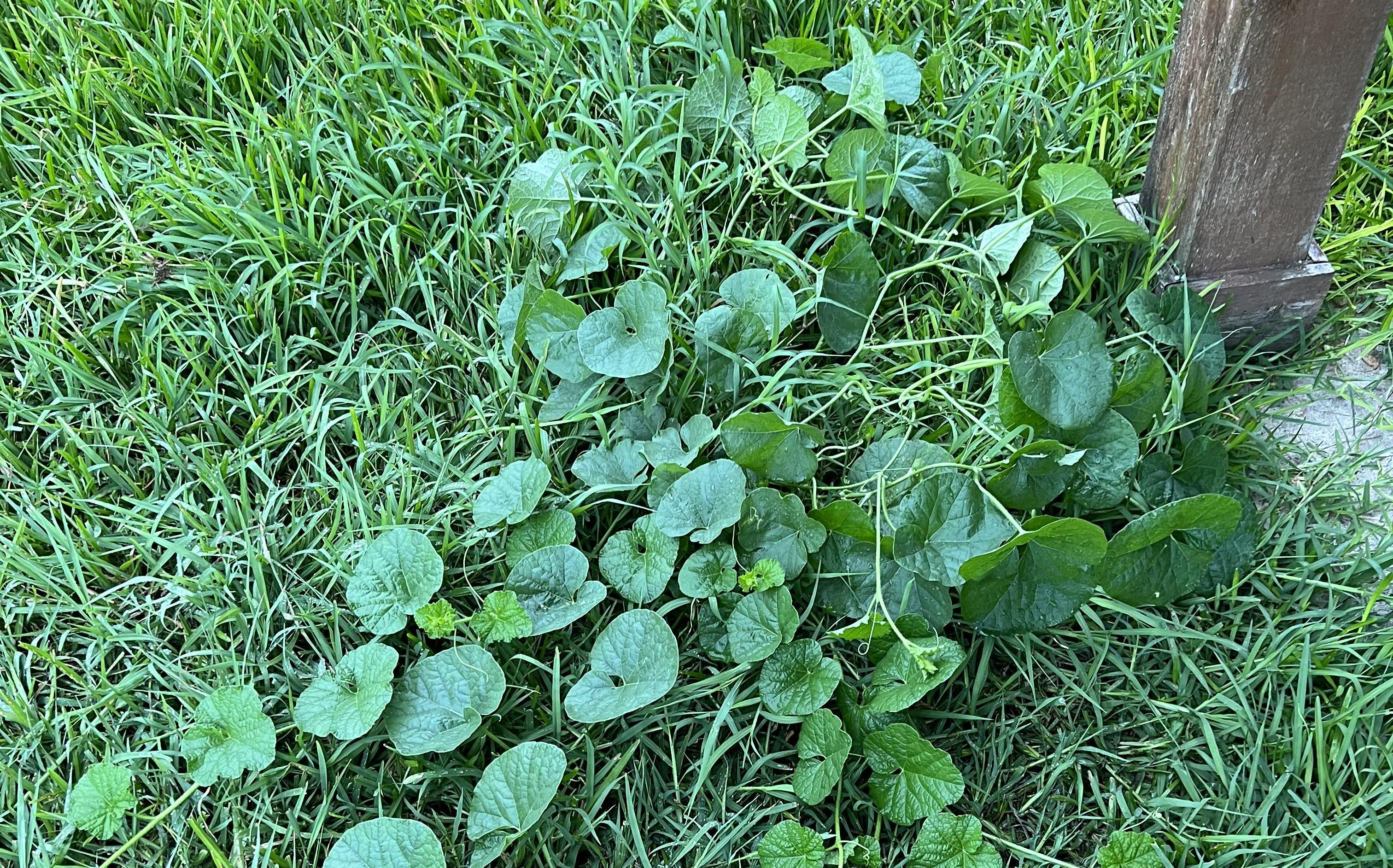 Free Range Cantaloupe 