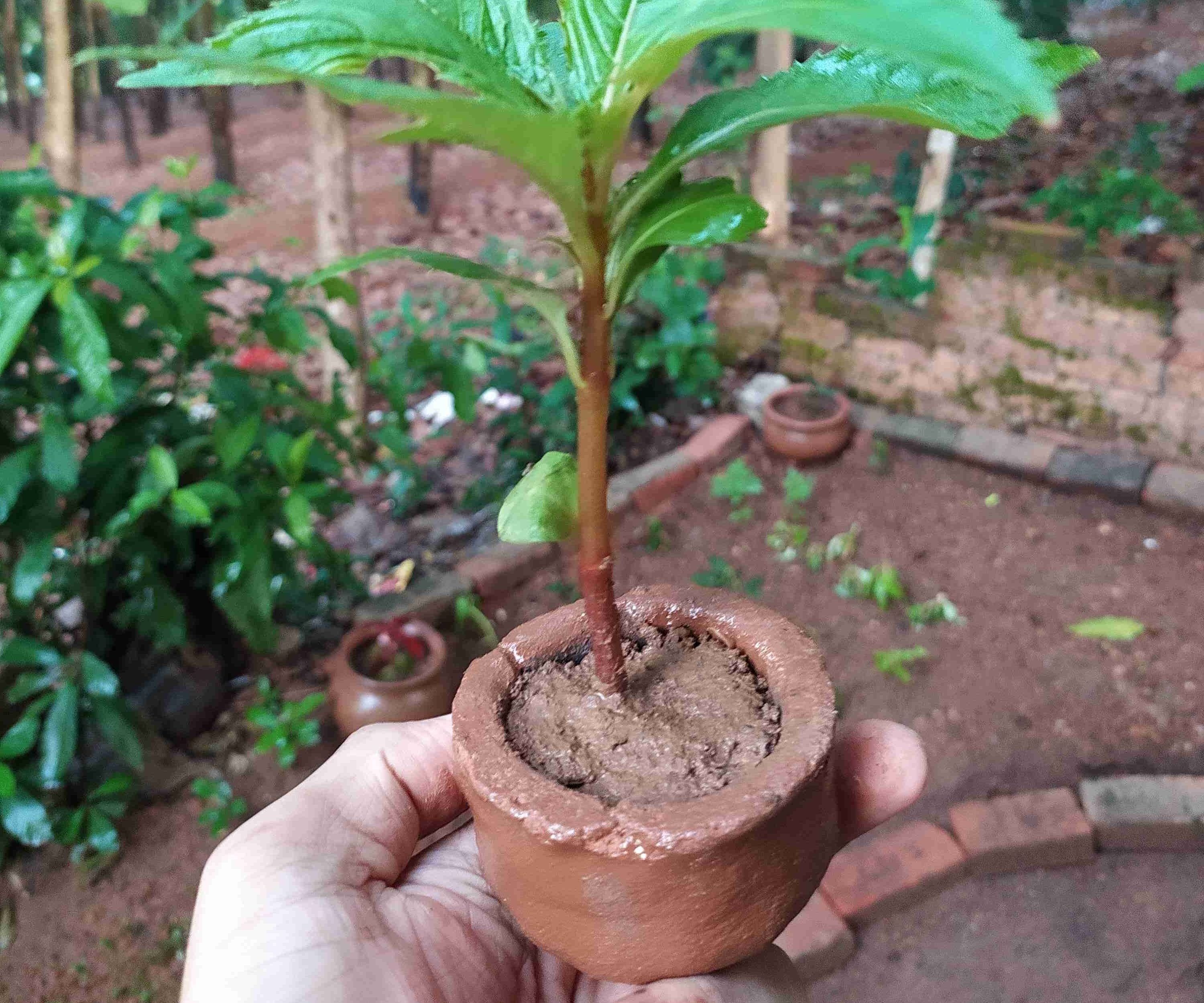 Clay Pot Planter Without Clay