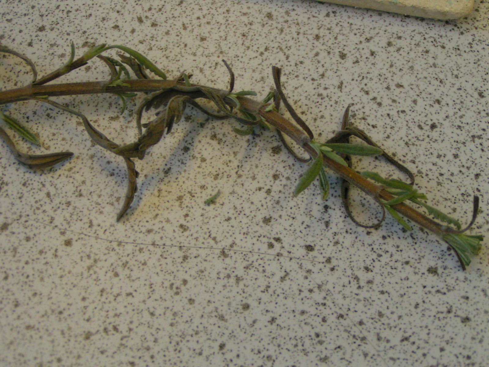 Be a Romantic Scientist: Distill Your Own Perfume Oil.