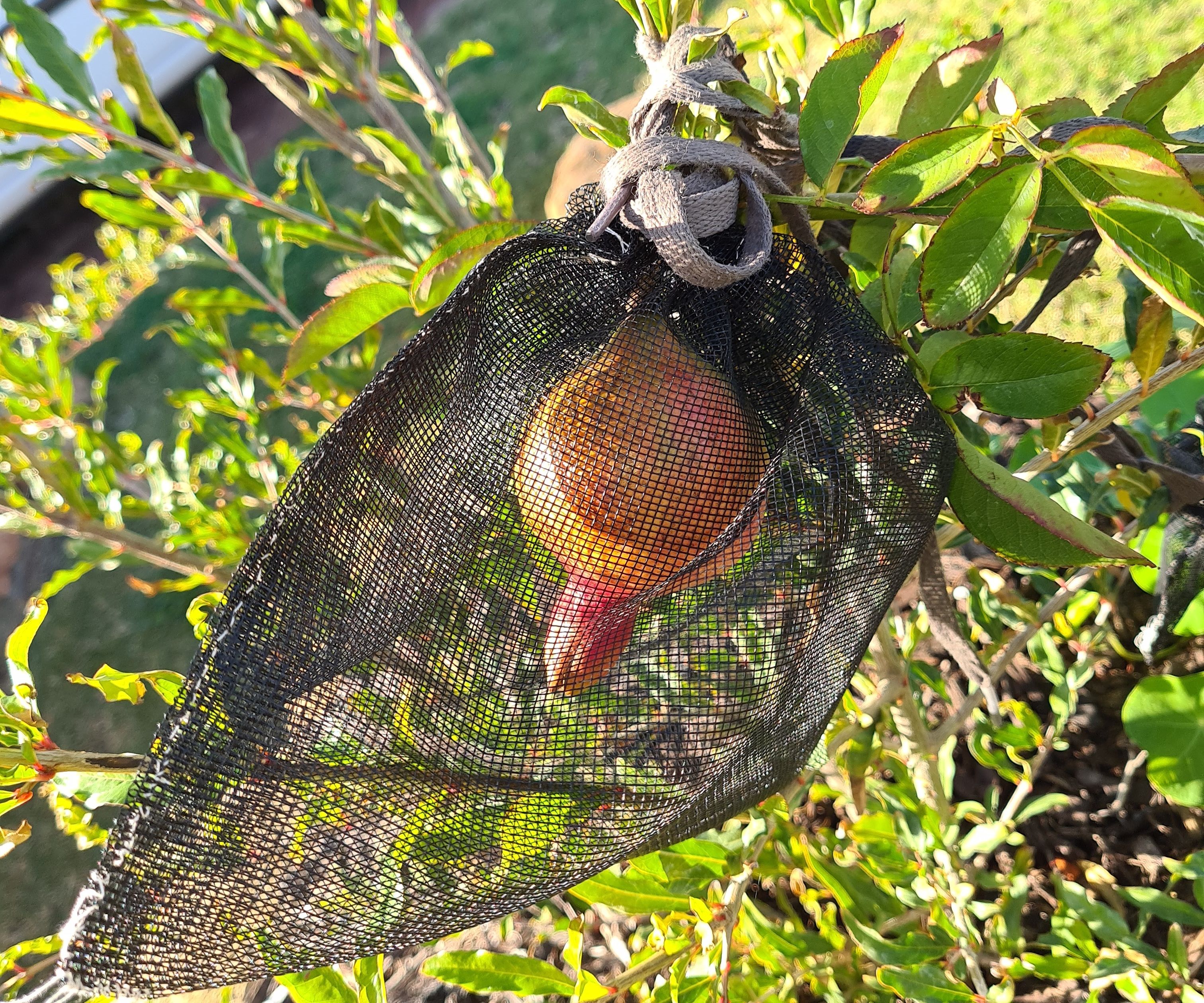 Fruit Protection Bags
