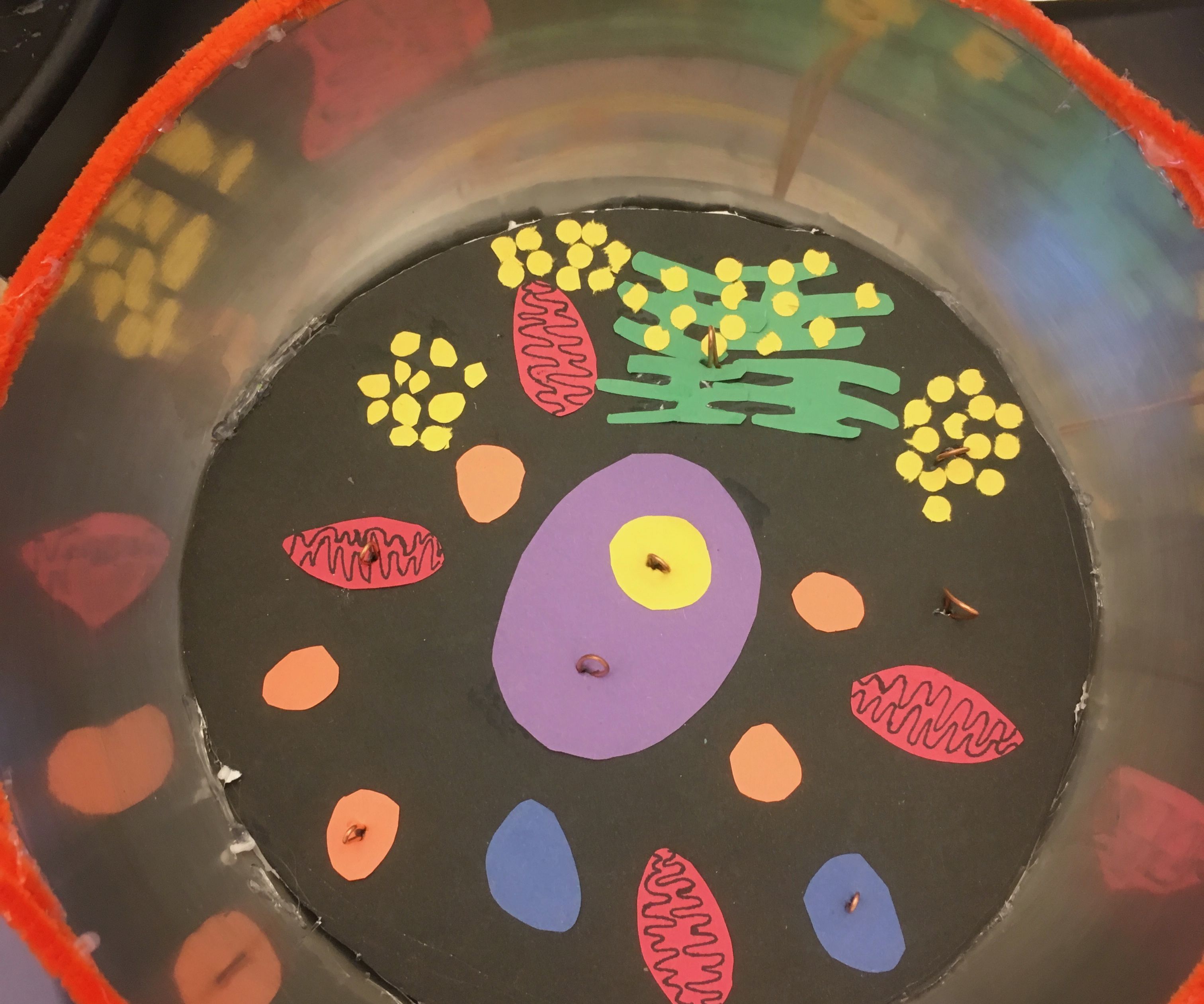 Eukaryotic Animal Cell 