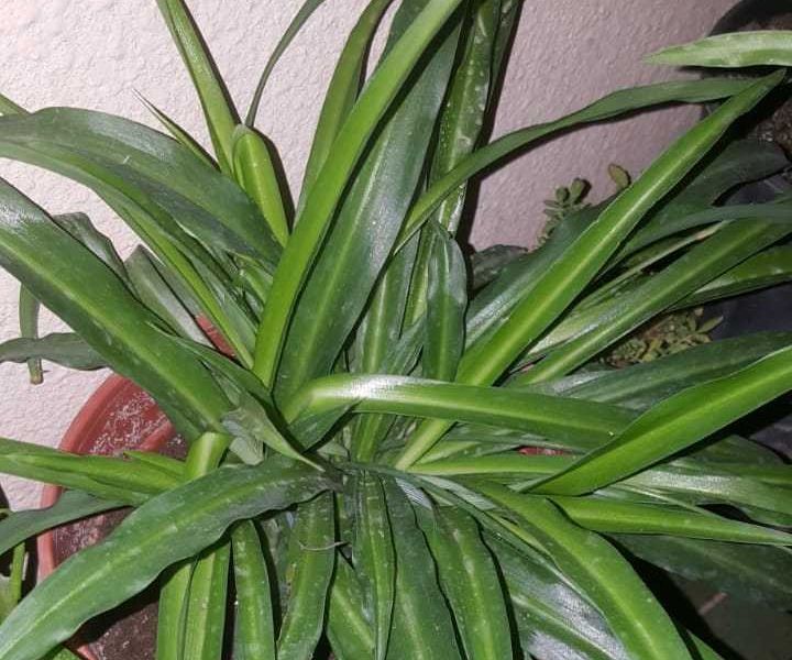 Spider Plant