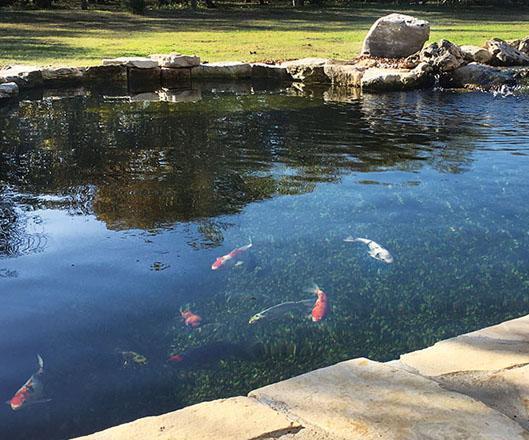 How to Grow Your Fish Quickly.