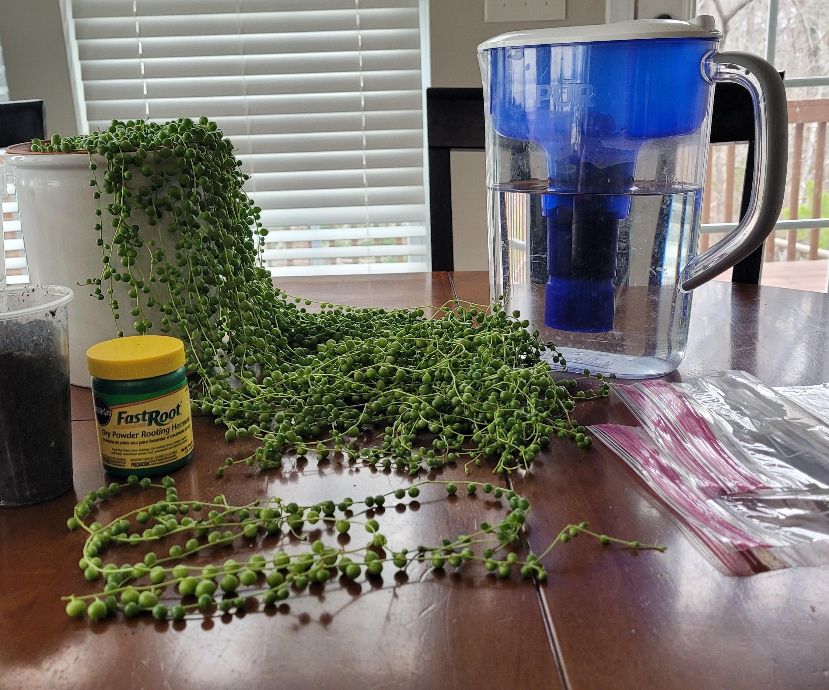 How to Propagate String-of-Pearls Plant