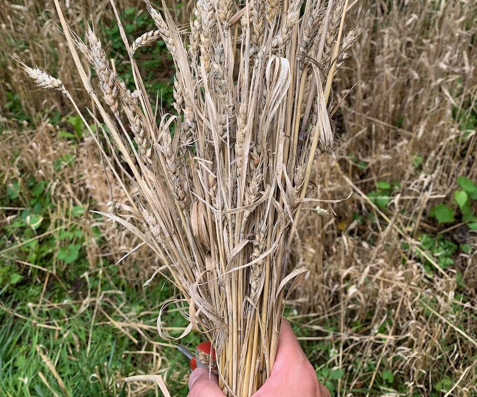 Micro Farming: Growing Wheat in Your Backyard