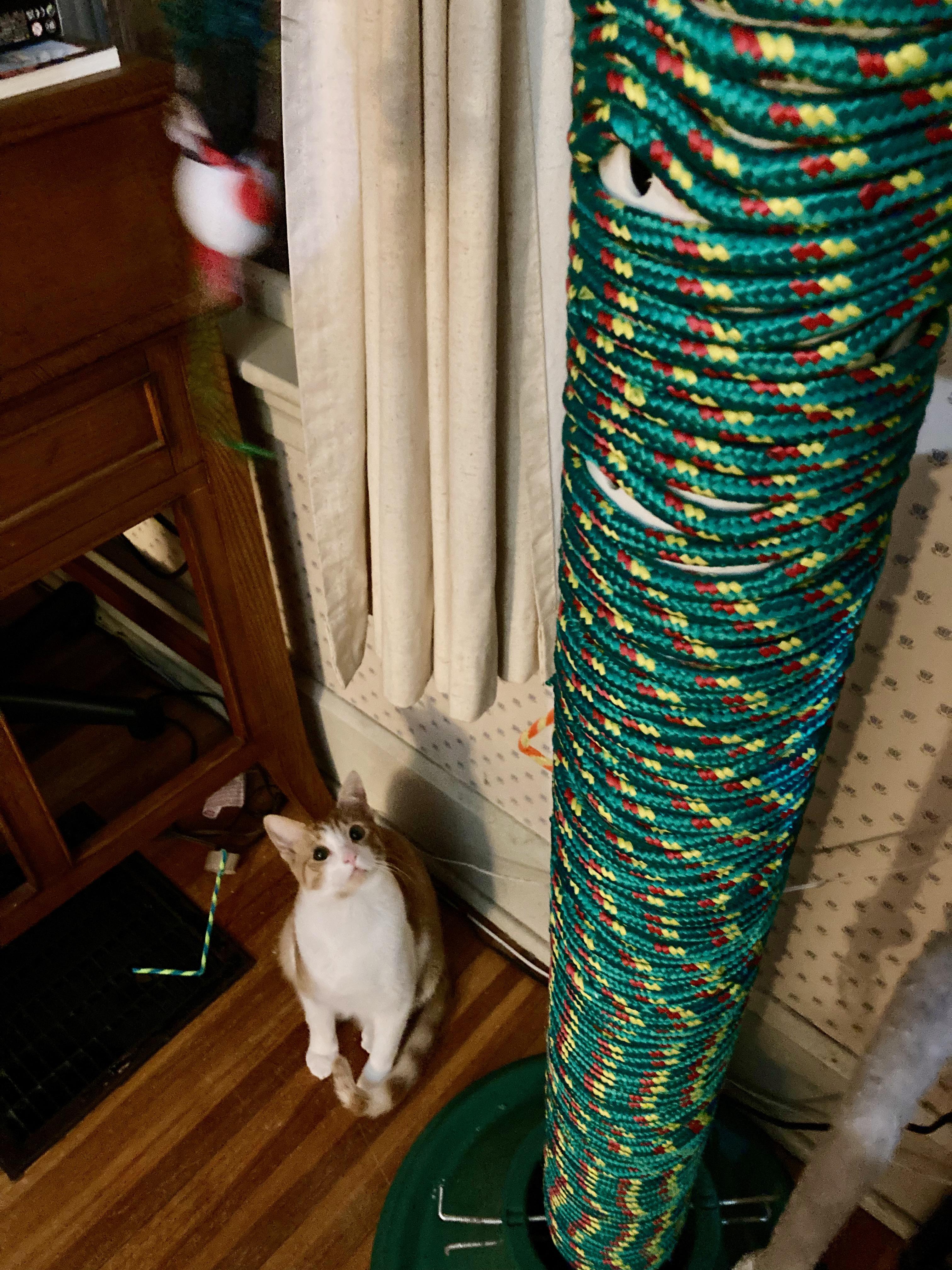 Cat Tree for Your Climber Cat