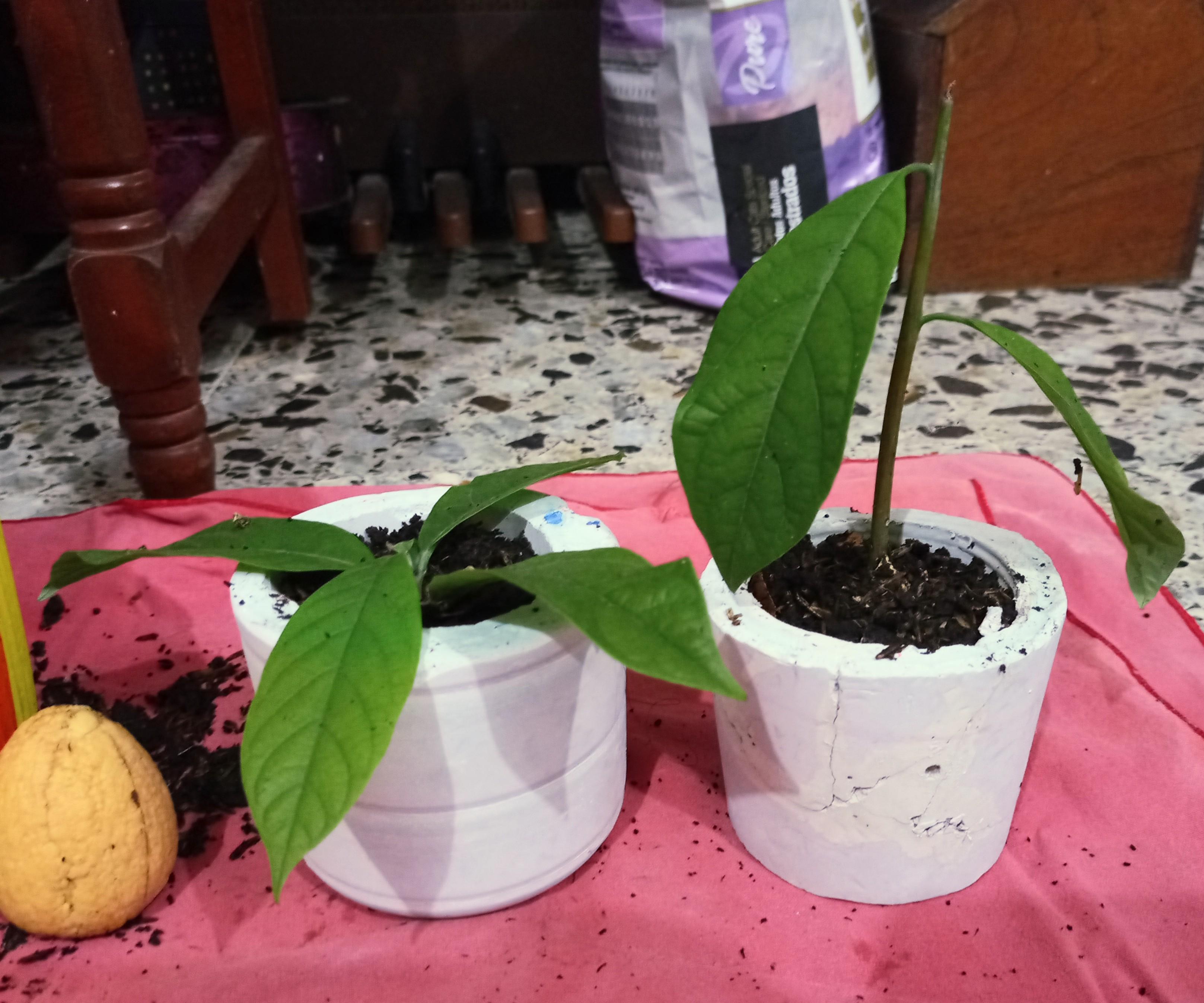 DIY, Pots for Plants in Cement