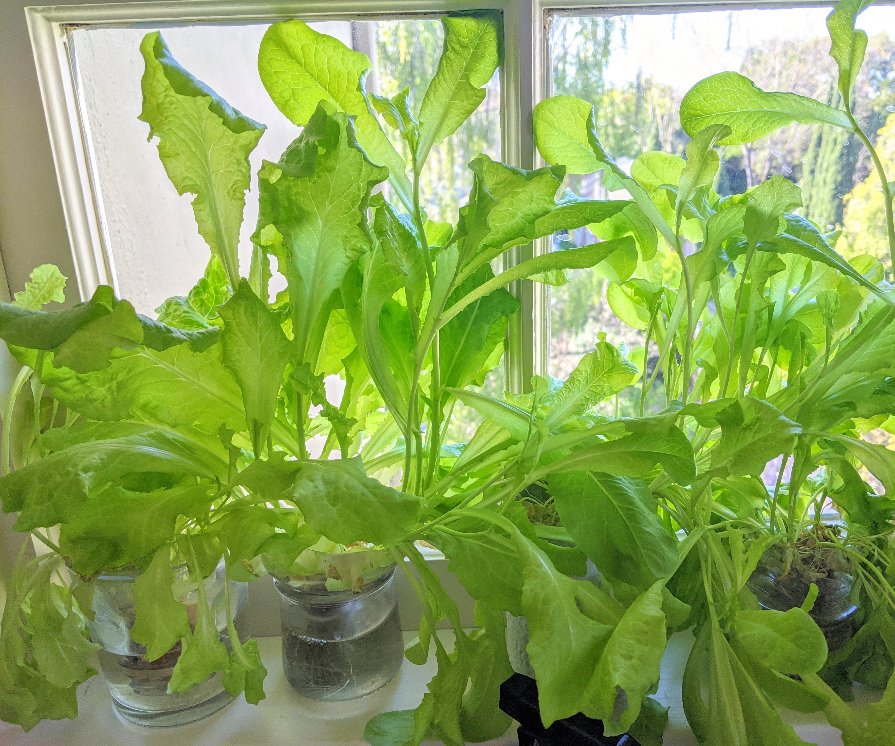 Save a Bottle, Grow Some (Hydroponic) Lettuce