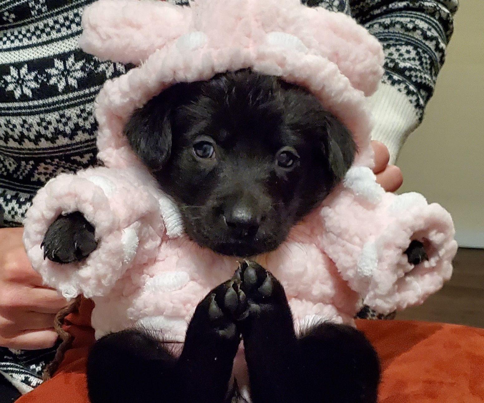 Fuzzy Hoodie for Puppy
