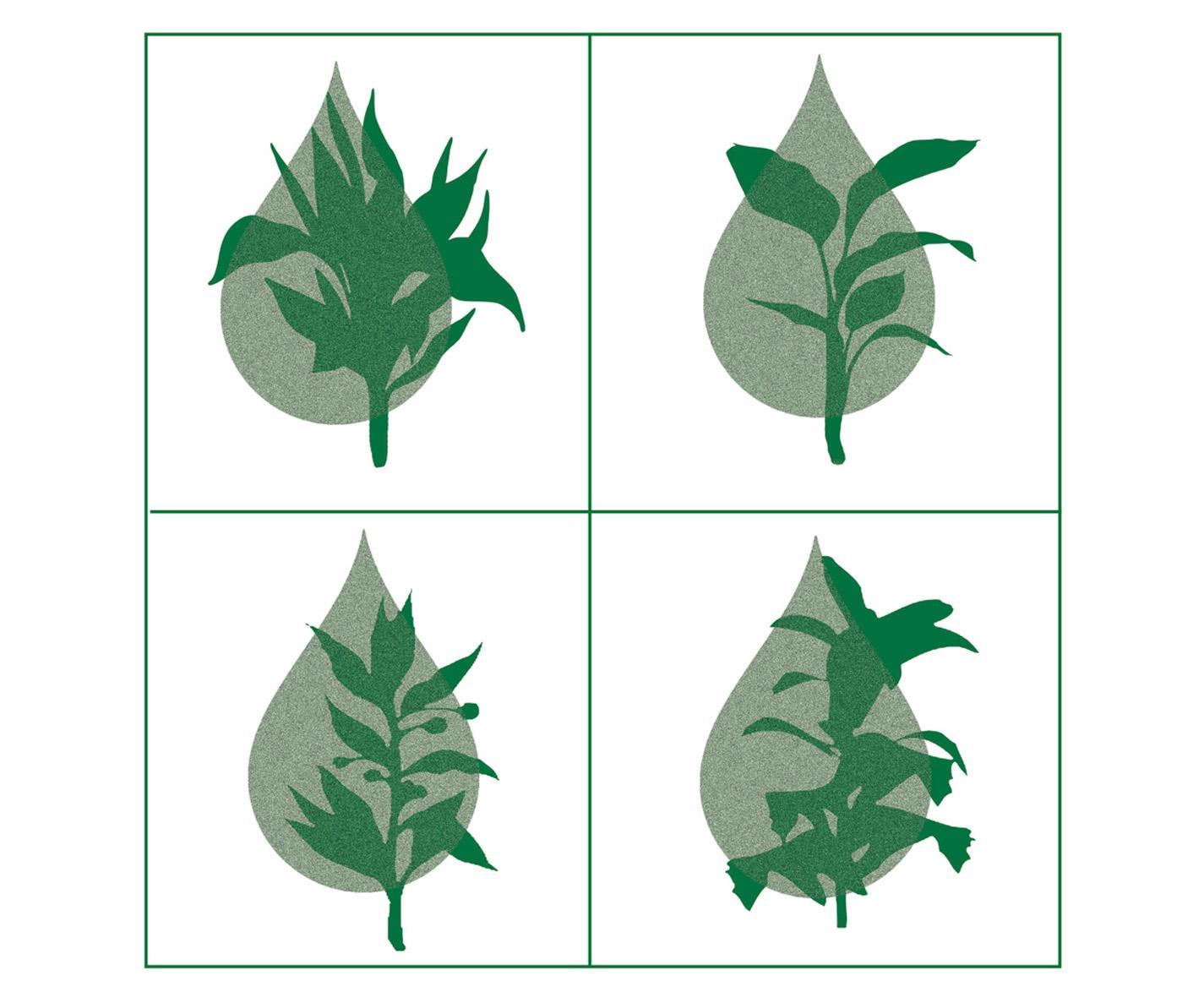 Sistema De Cultivo Hidropónico Doméstico a Partir De Material Reciclado