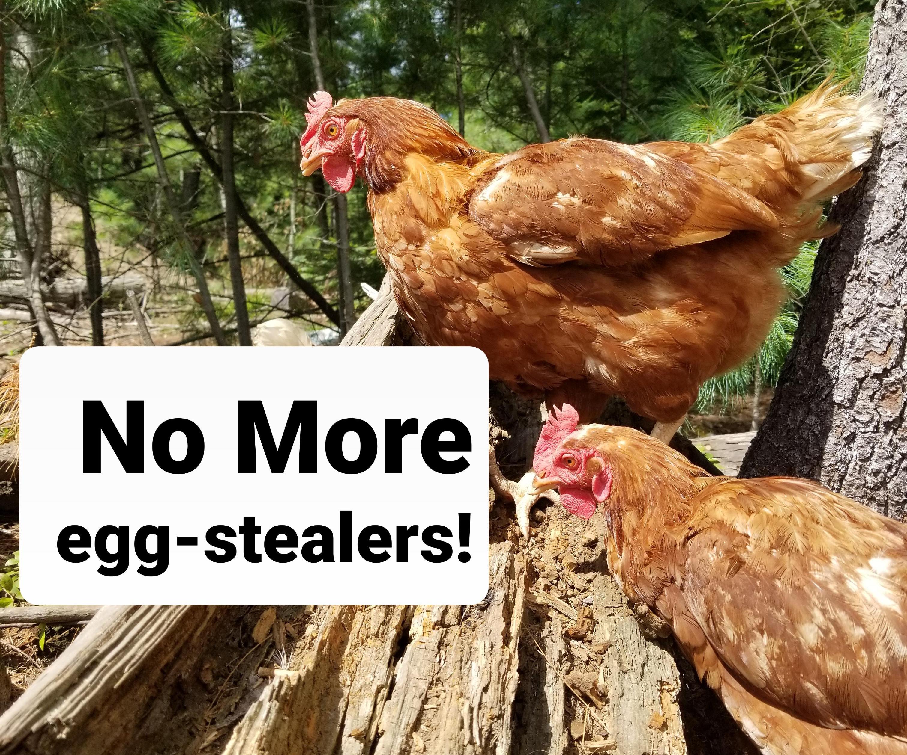How to Get Rid of Chicken and Predators Stealing Your Eggs!