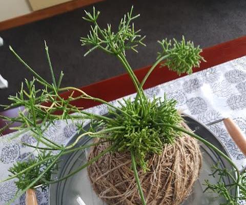 The Art of Kokedama Plants
