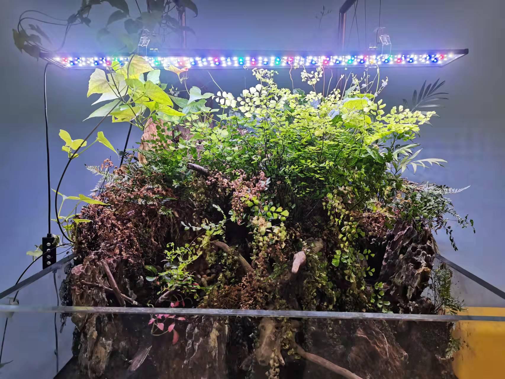 I Use Hygger Planted Aquarium Light to Make Warm Lighting for My Tank, and It Now Looks More Natural Than Use Blue Light, I Decide to Add Some Fishes.