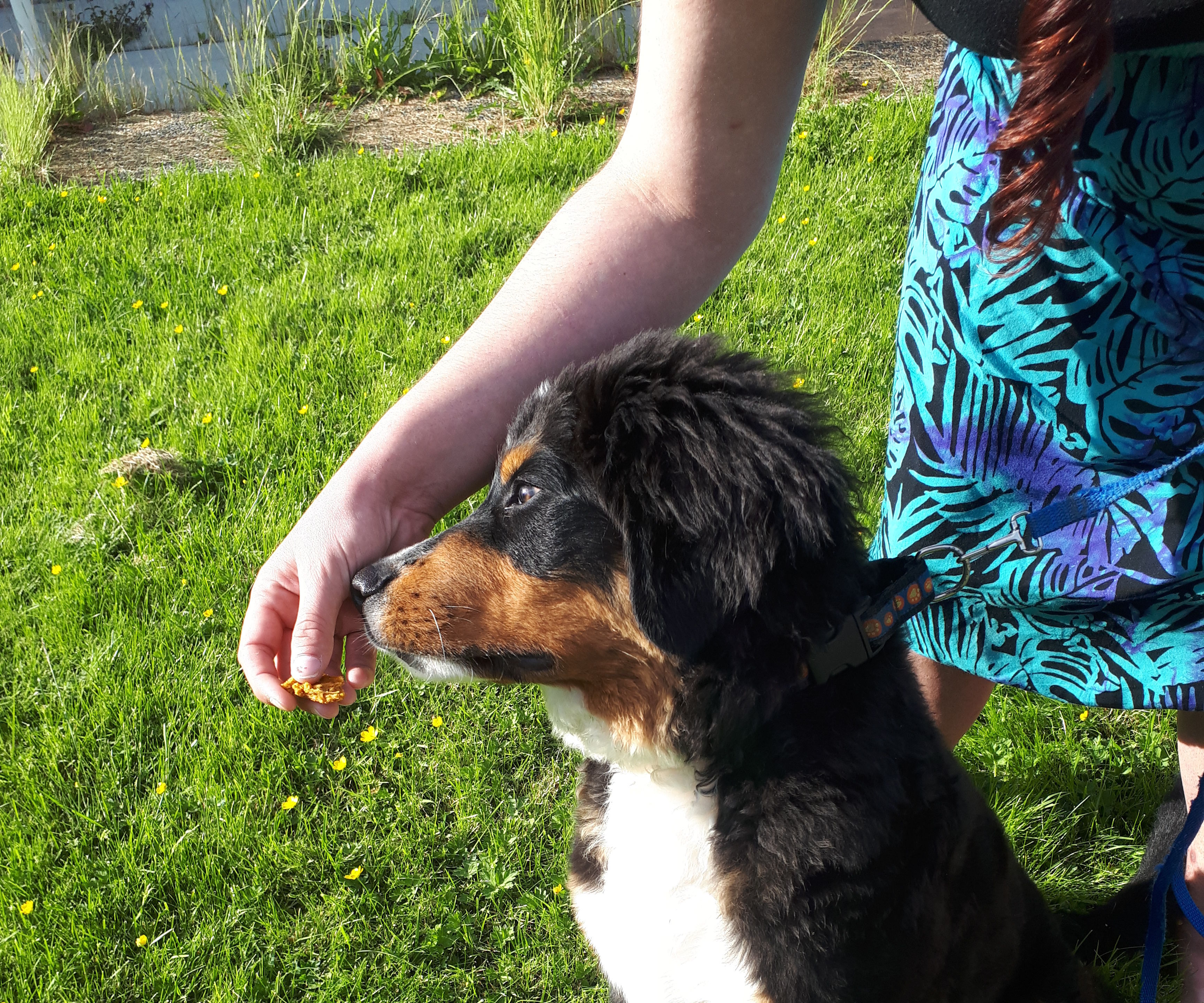 Dog Treats !  Peanut Butter, Pumpkin, Banana and Oatmeal