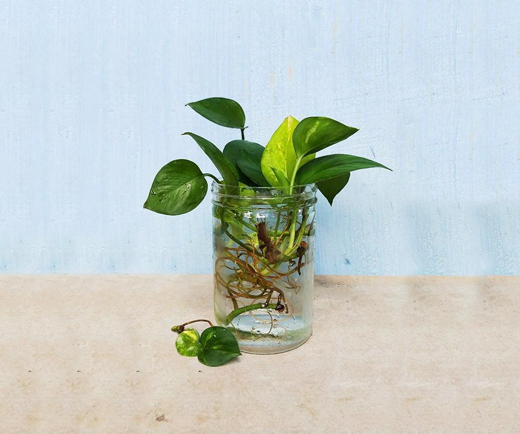Grow Money Plant in Water From Cuttings