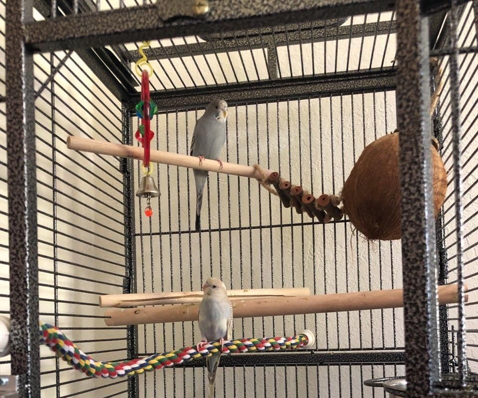 Teach Your Lovebird to Speak