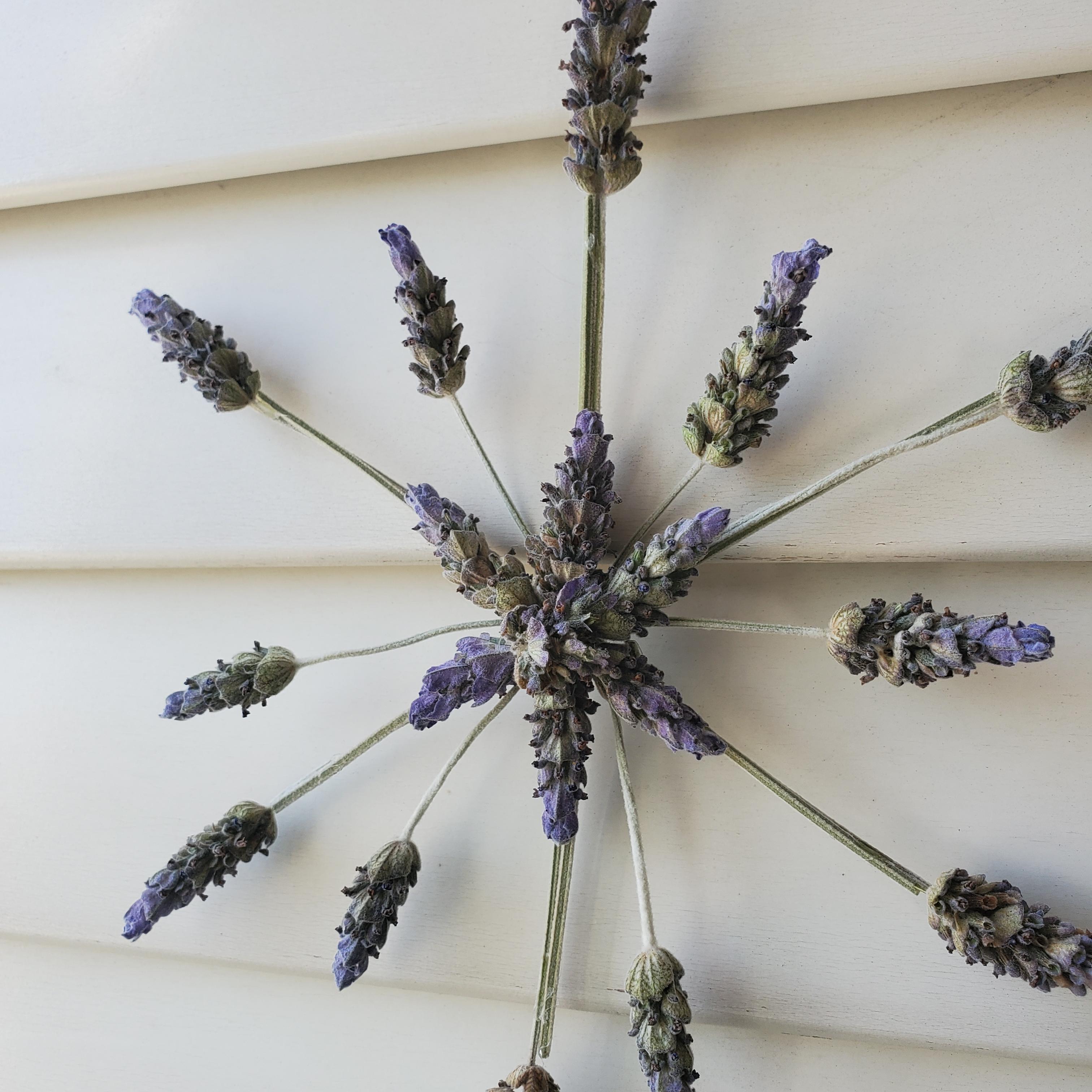 Dried Lavender Snowflake