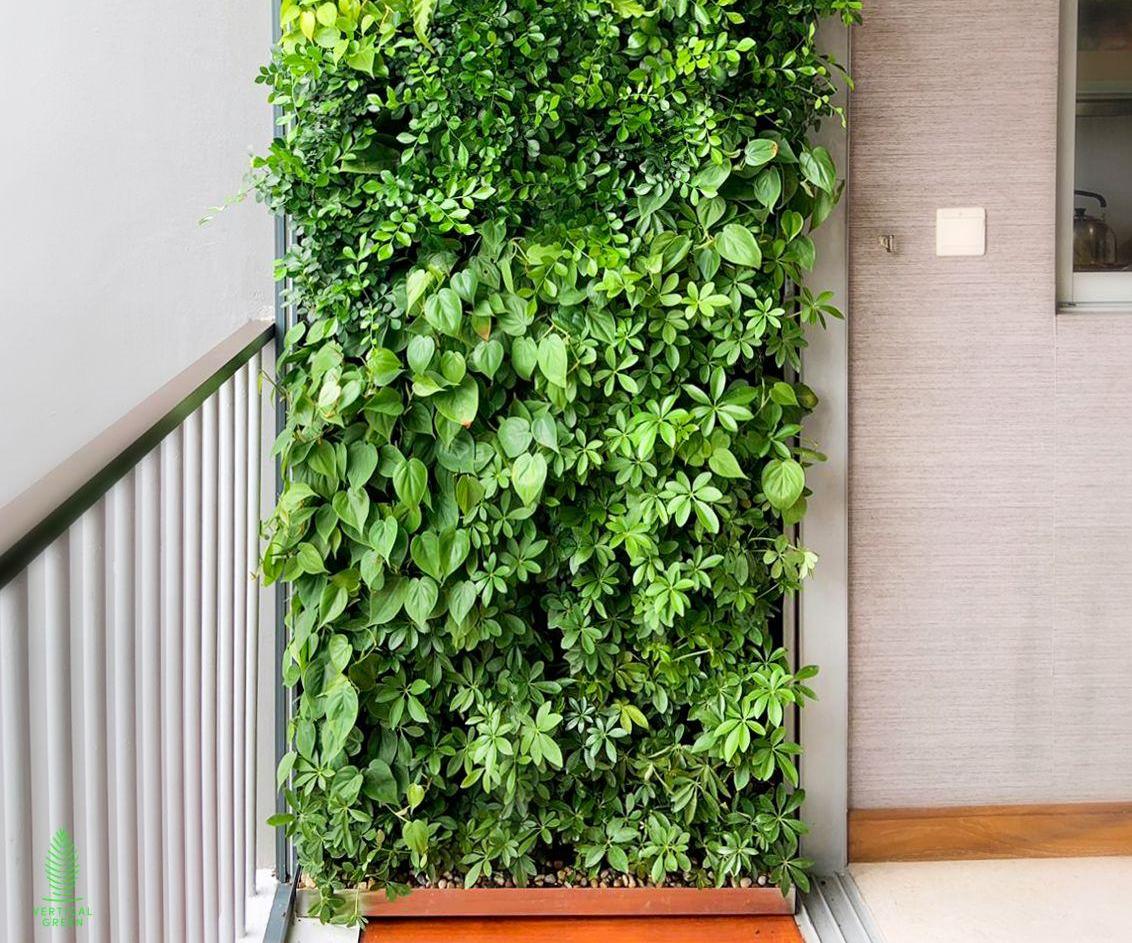 A Green Wall in Your Urban Balcony