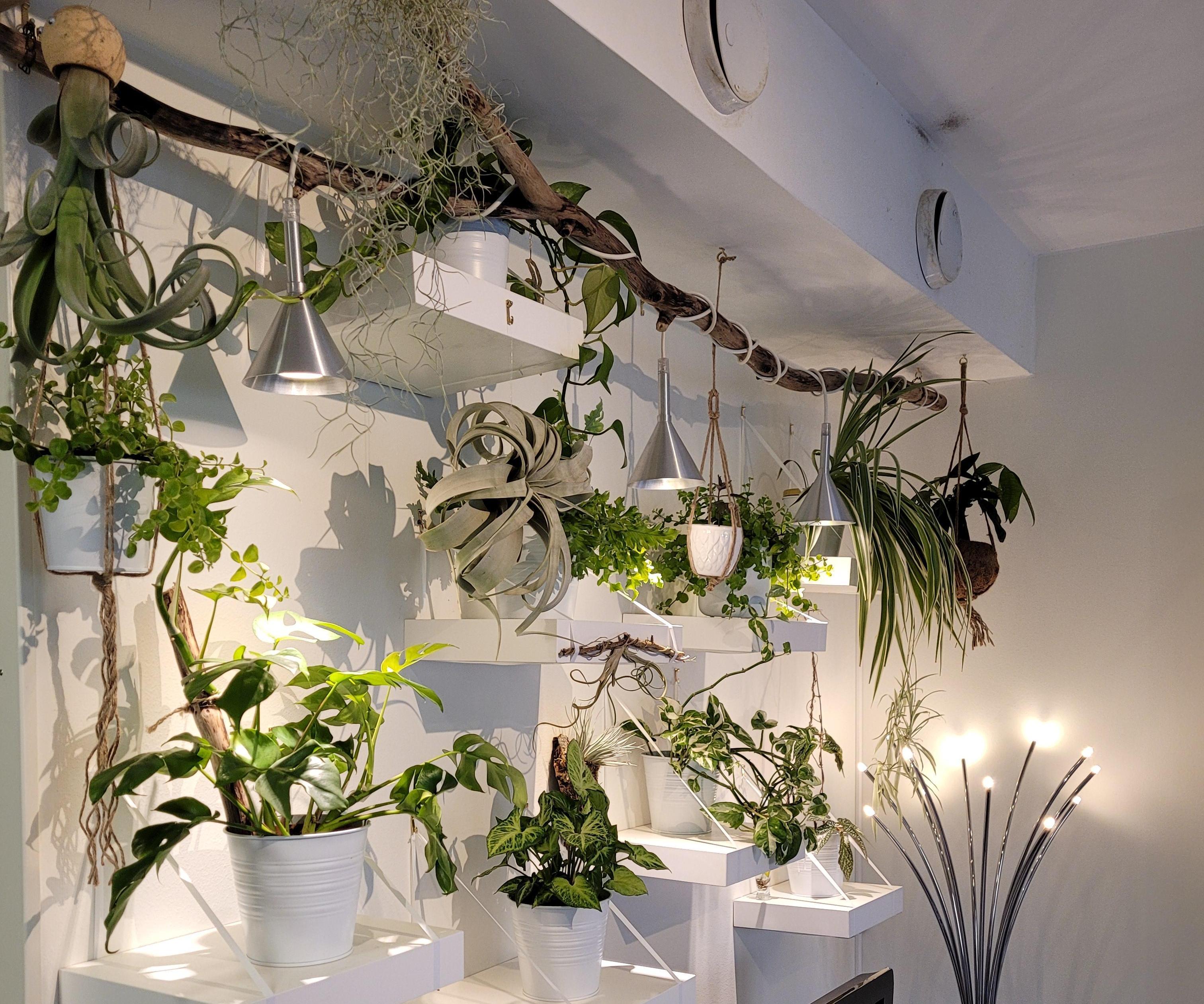 DIY Jungle Plant Wall