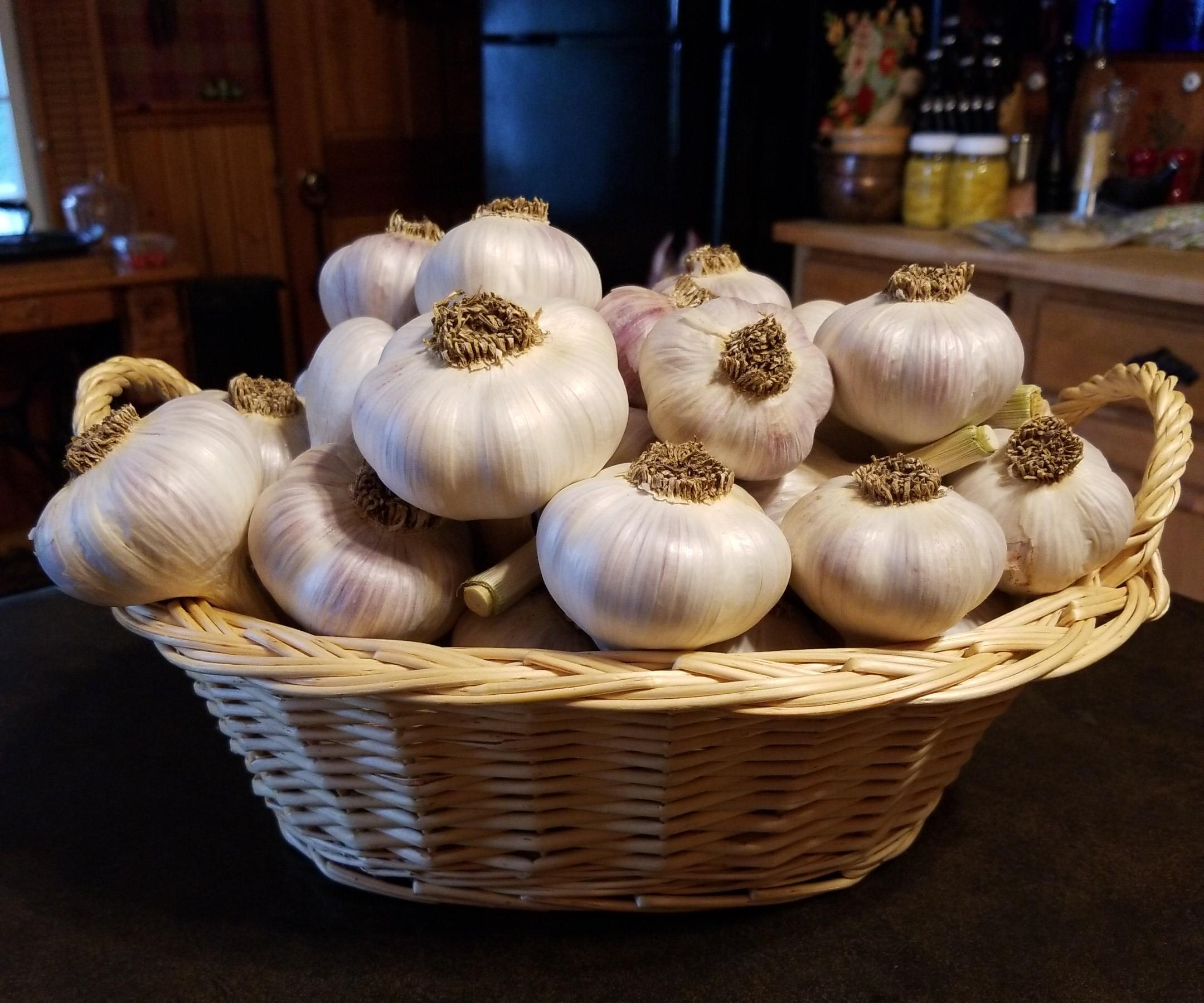 Garlic Gardening