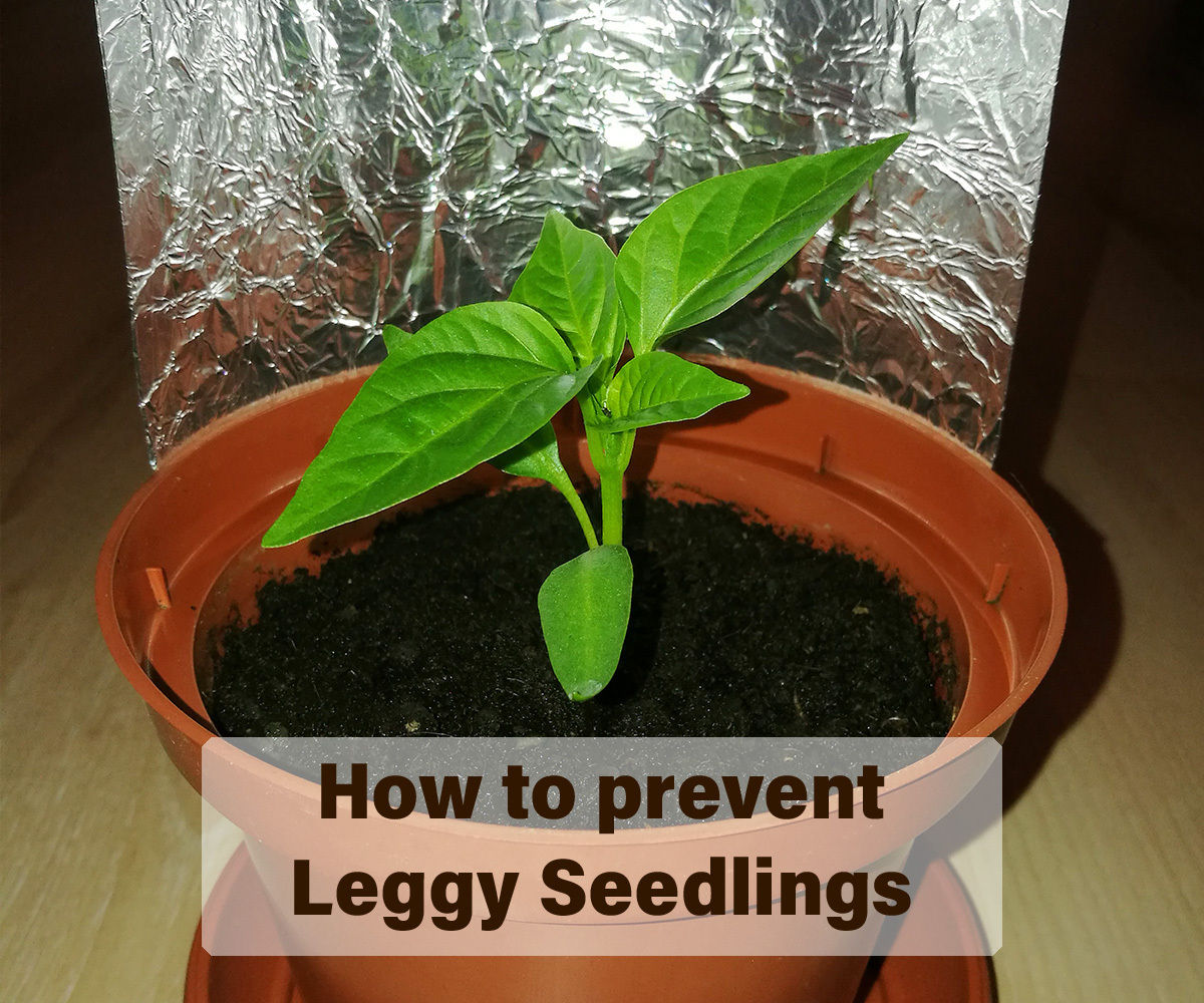 Prevent Leggy Seedlings by Increasing Light Intensity